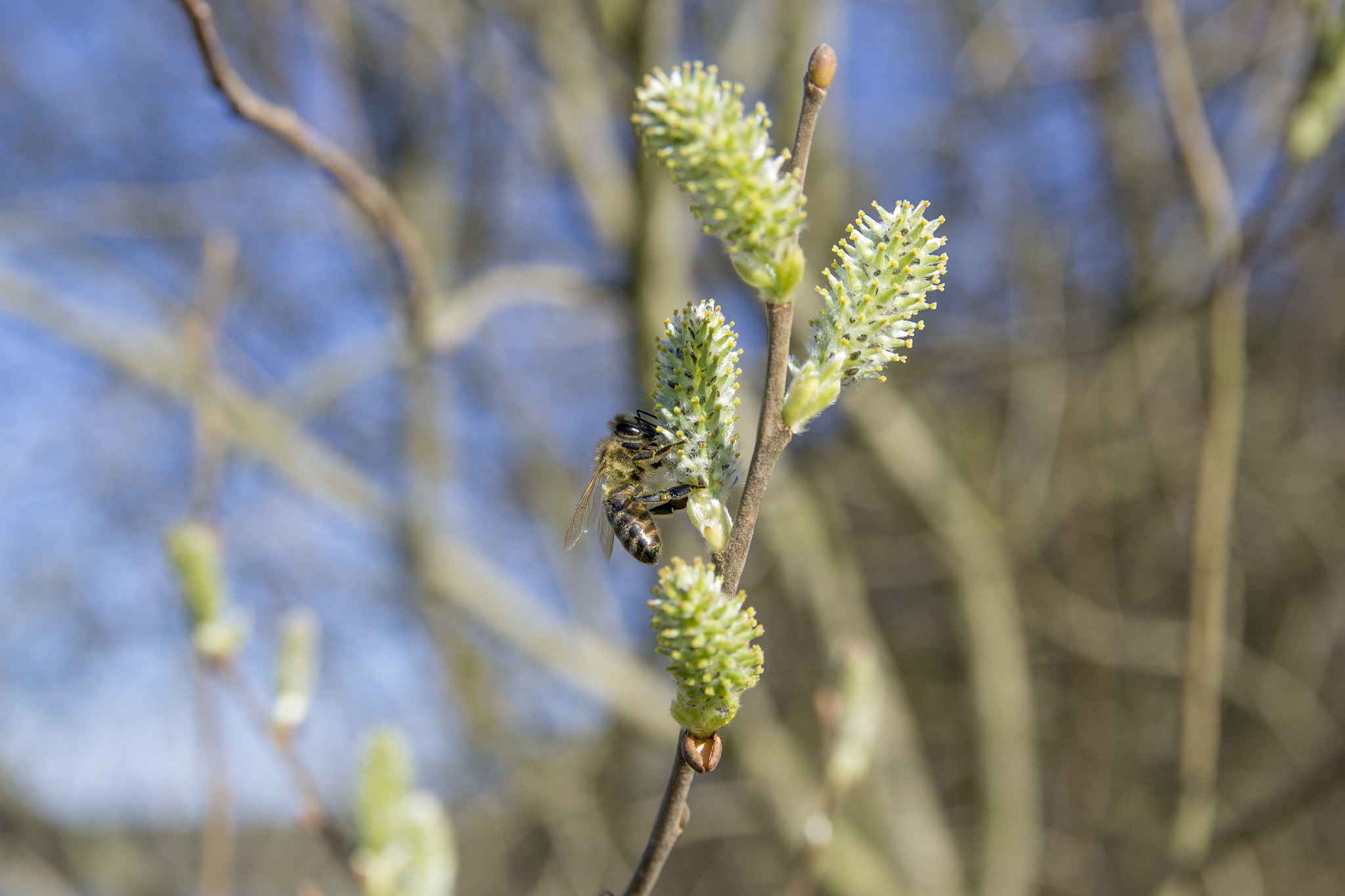 Nikon D3100 + Sigma 18-50mm F2.8 EX DC Macro sample photo. Bee in bavaria photography