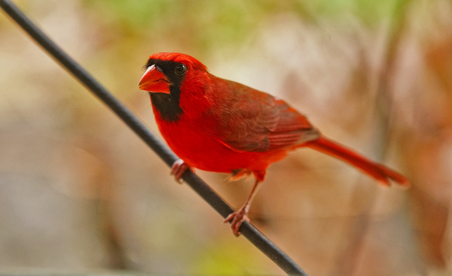 70-200mm F2.8 G SSM OSS II sample photo. Cardinal on the line 2. photography