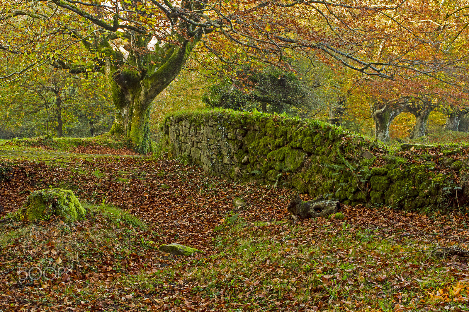 Sony Alpha DSLR-A500 + Tamron AF 28-105mm F4-5.6 [IF] sample photo. Urkiola: colores de otoño en invierno. photography