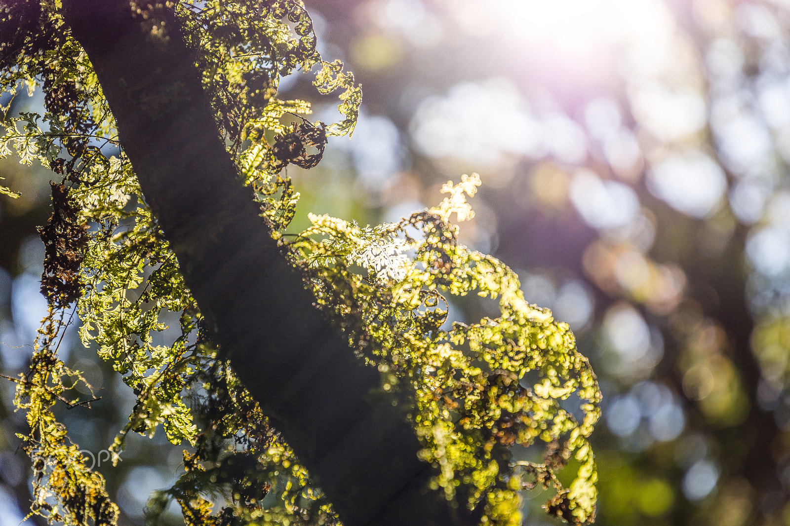 Nikon D7200 + AF-S VR DX 16-80mm f/2.8-4.0E ED sample photo. Moss in tree photography