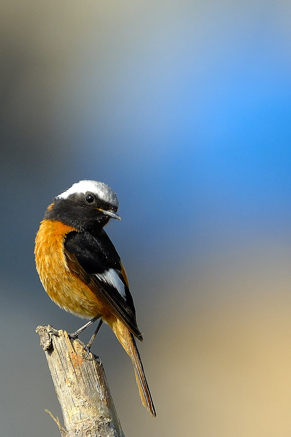 Sigma 500mm F4.5 EX DG HSM sample photo. Portrait bird - daurian redstart photography