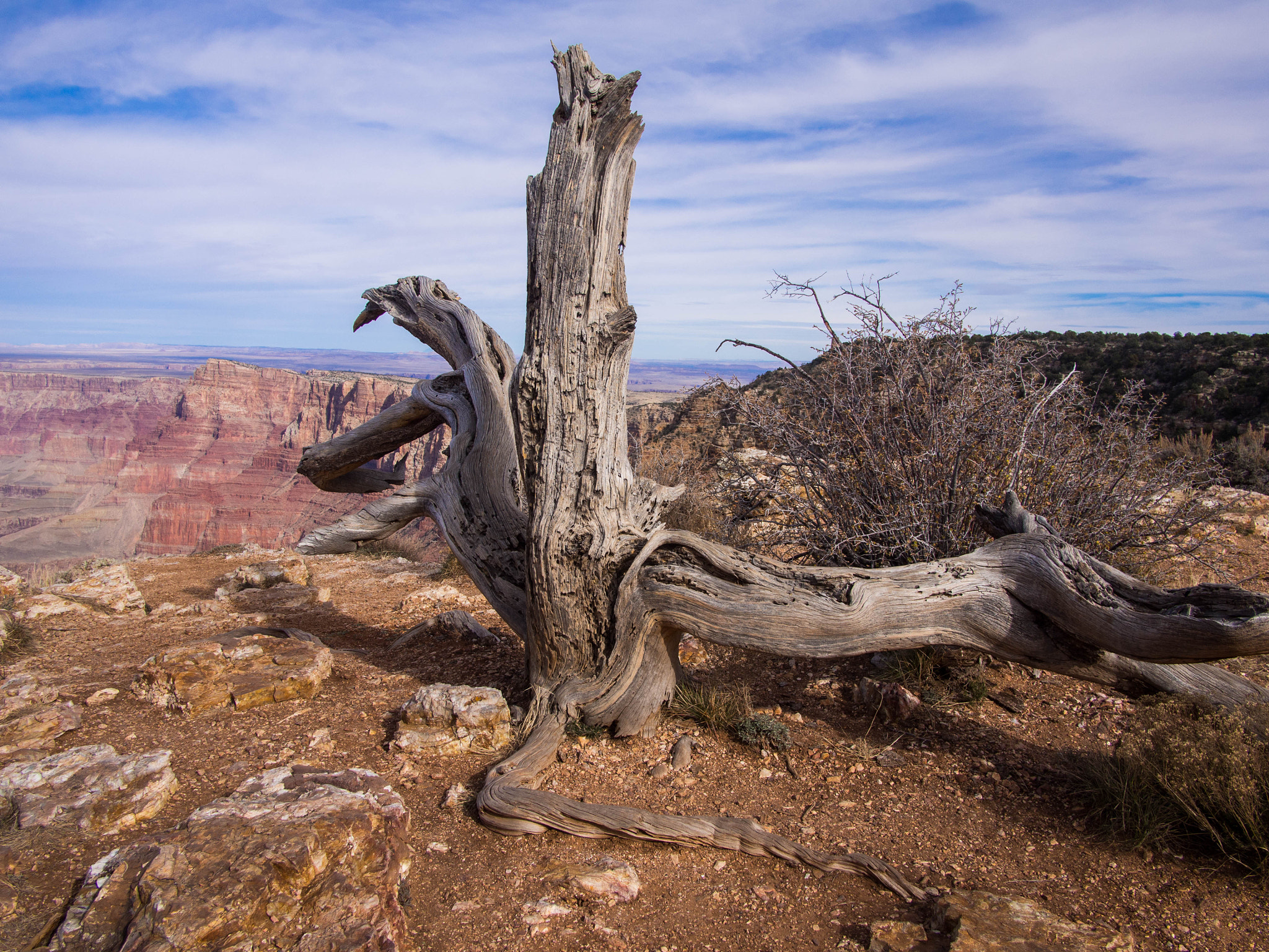 Olympus PEN E-PL5 + Panasonic Lumix G 14mm F2.5 ASPH sample photo. Canyon stump photography