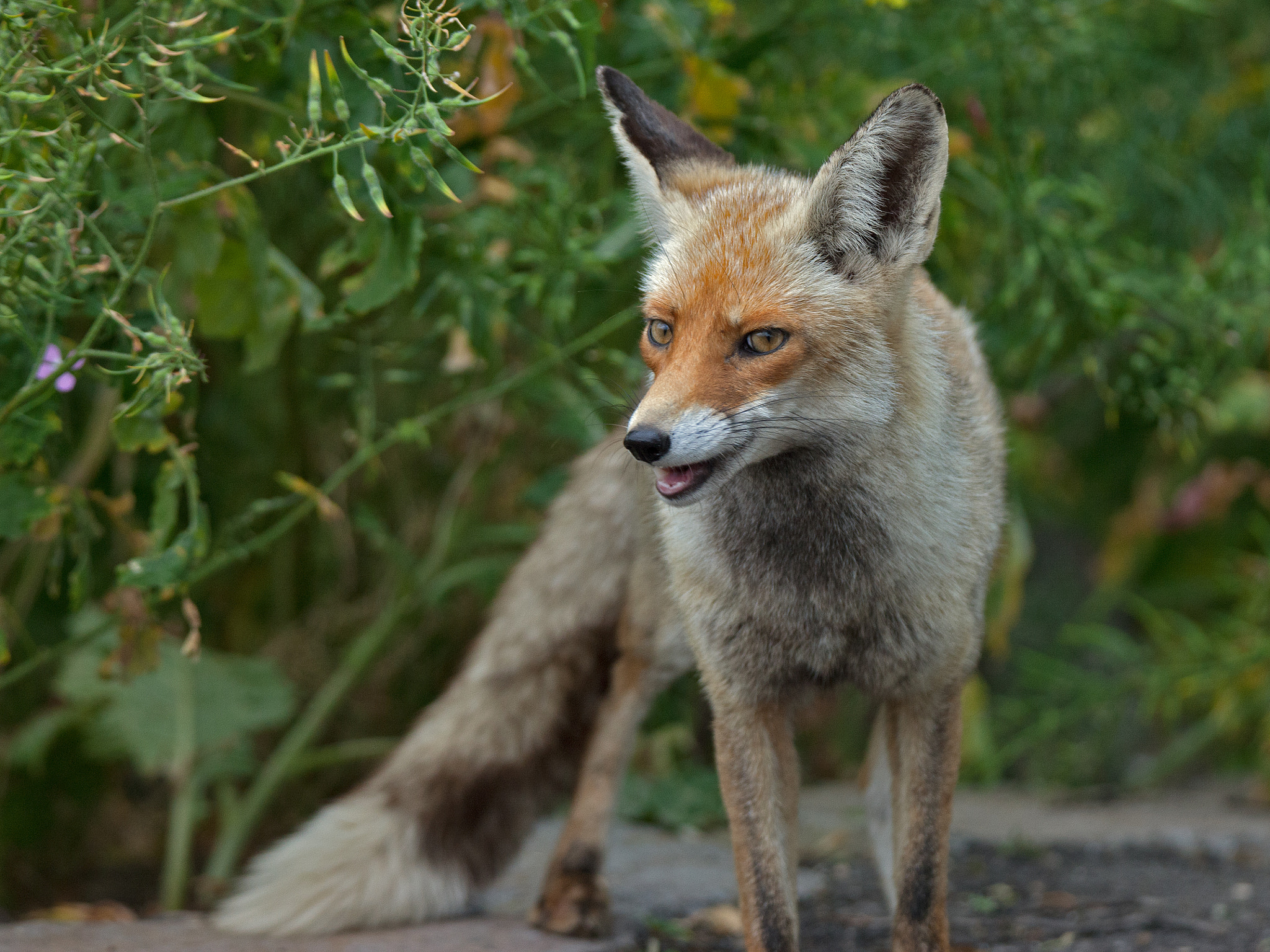 Canon EOS-1Ds Mark III sample photo. Sly red creature photography