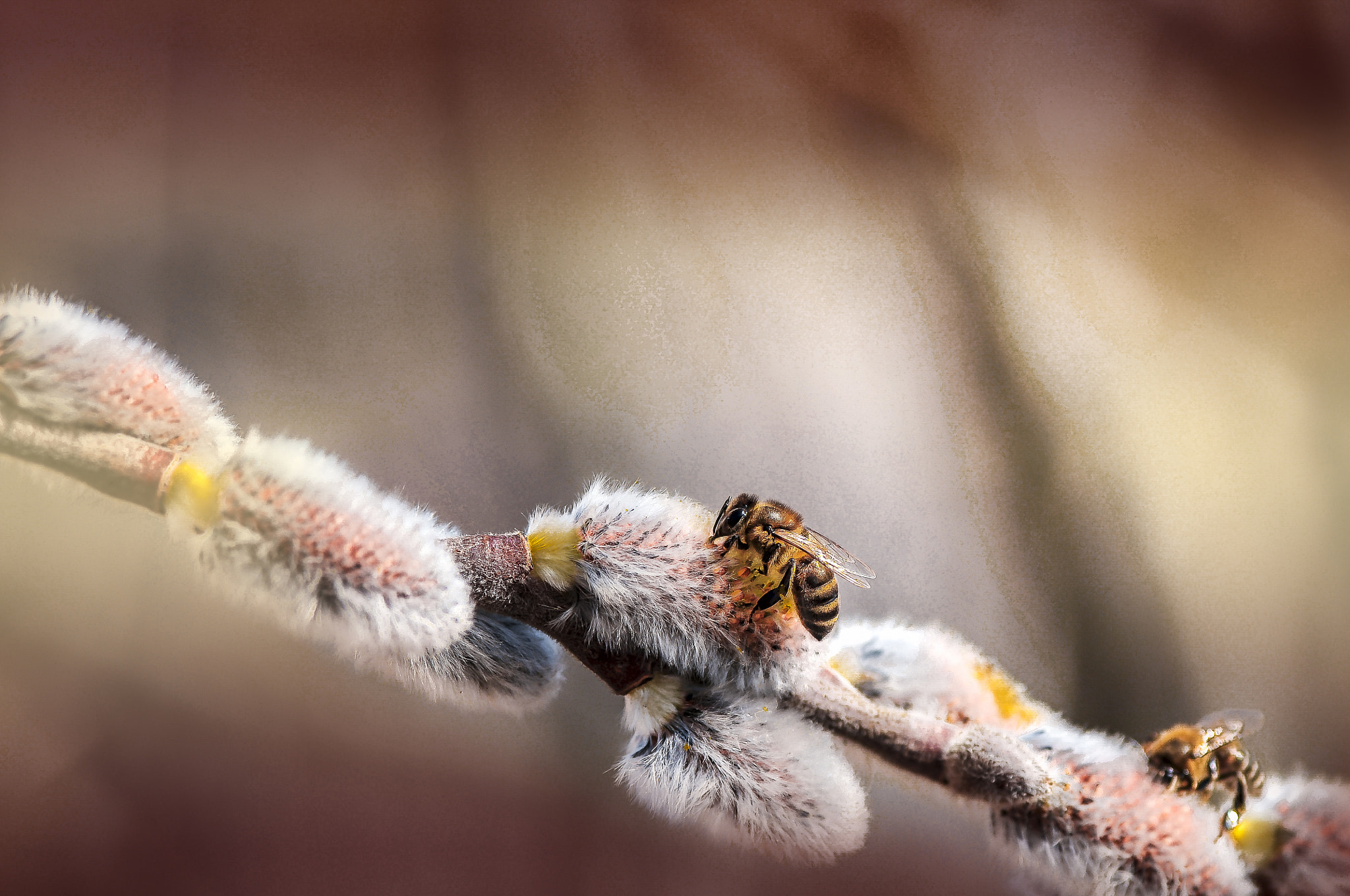 Nikon D300 + AF Micro-Nikkor 105mm f/2.8 sample photo. Цветение вербы photography