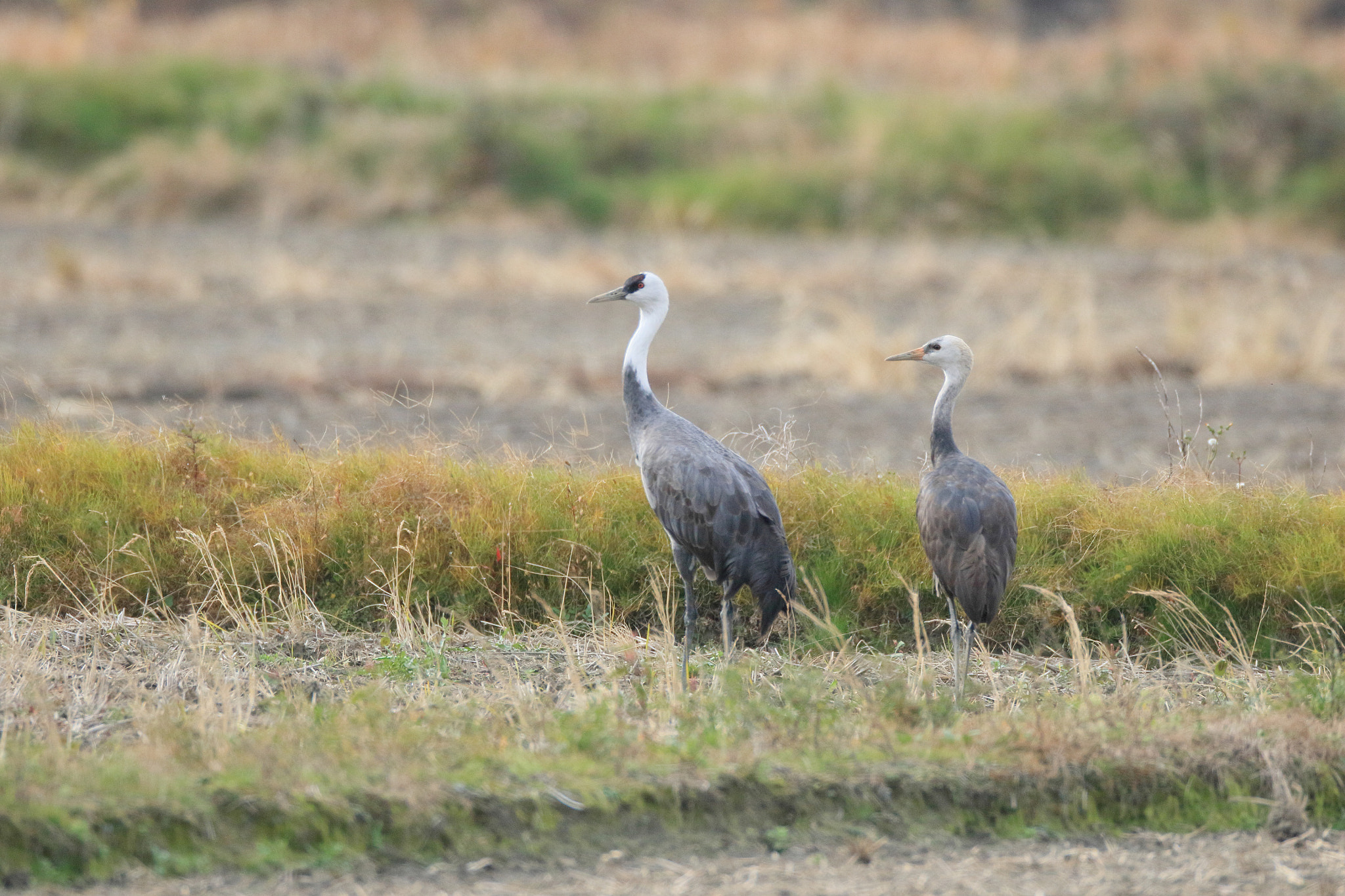 Canon EF 800mm F5.6L IS USM sample photo. ナベヅル   田園で− photography