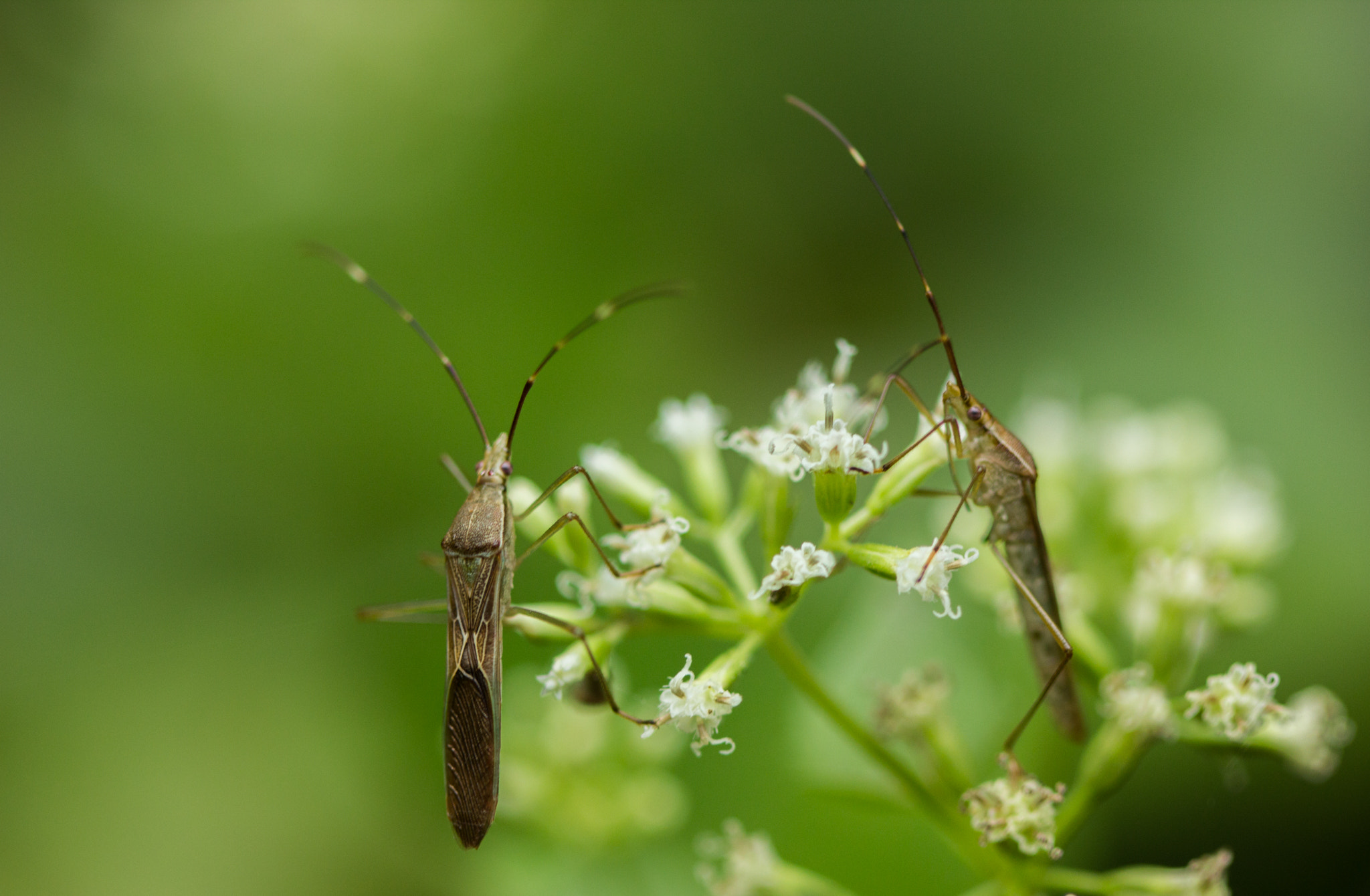 Canon EOS 600D (Rebel EOS T3i / EOS Kiss X5) + Canon EF 100mm F2.8 Macro USM sample photo. You + me = awesome photography