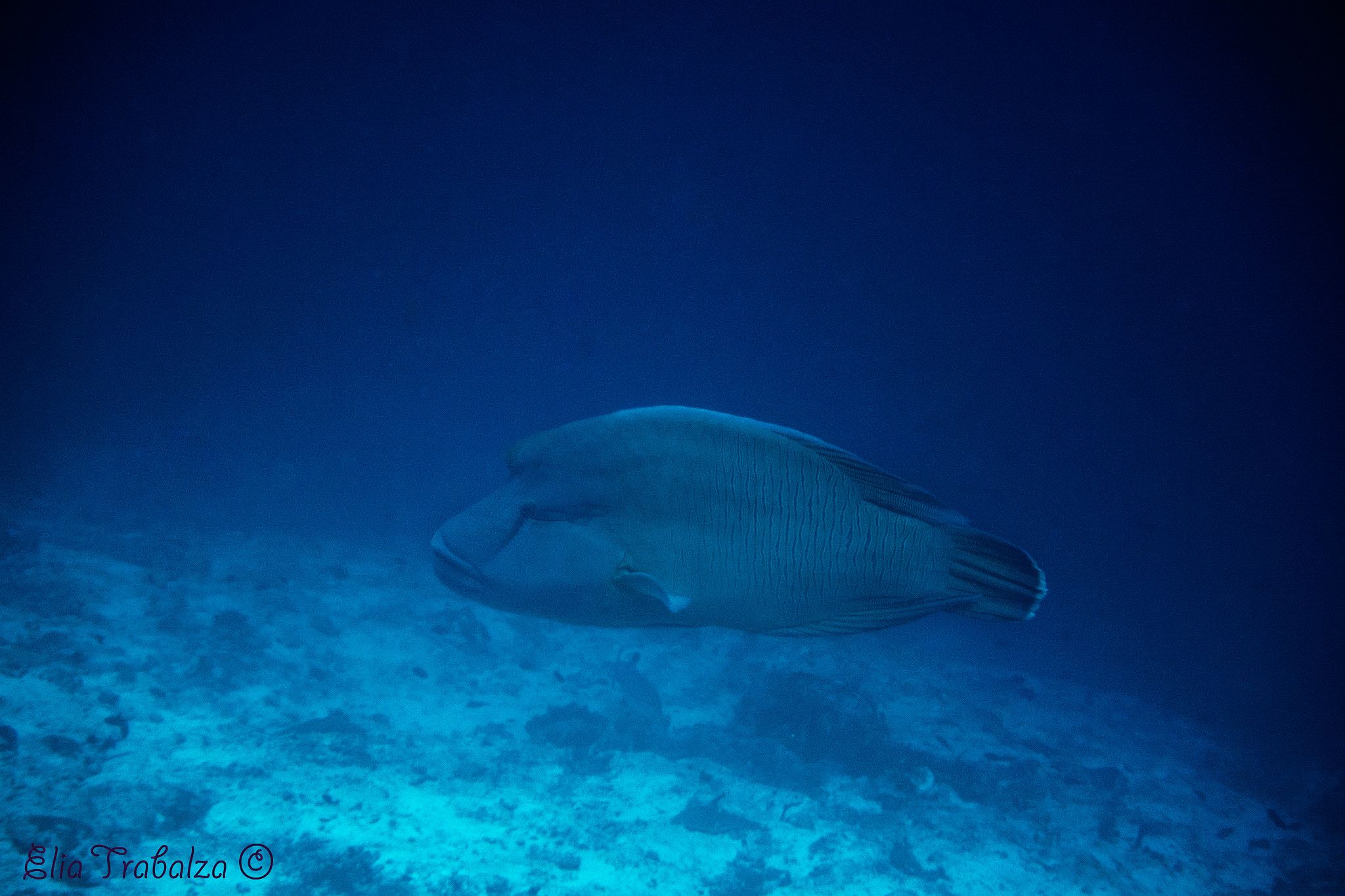 Nikon 1 J4 sample photo. Pesce napoleone photography