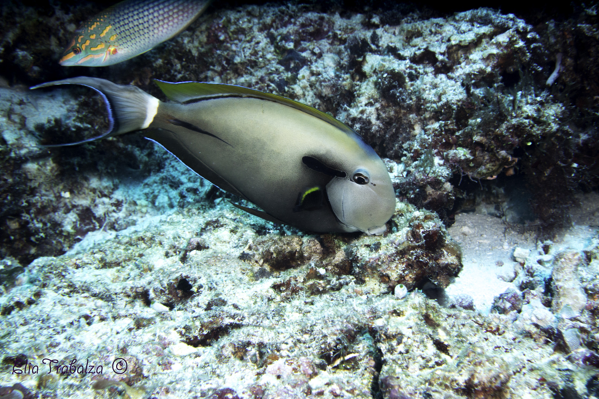 Nikon 1 J4 sample photo. Pesce chirurgo photography
