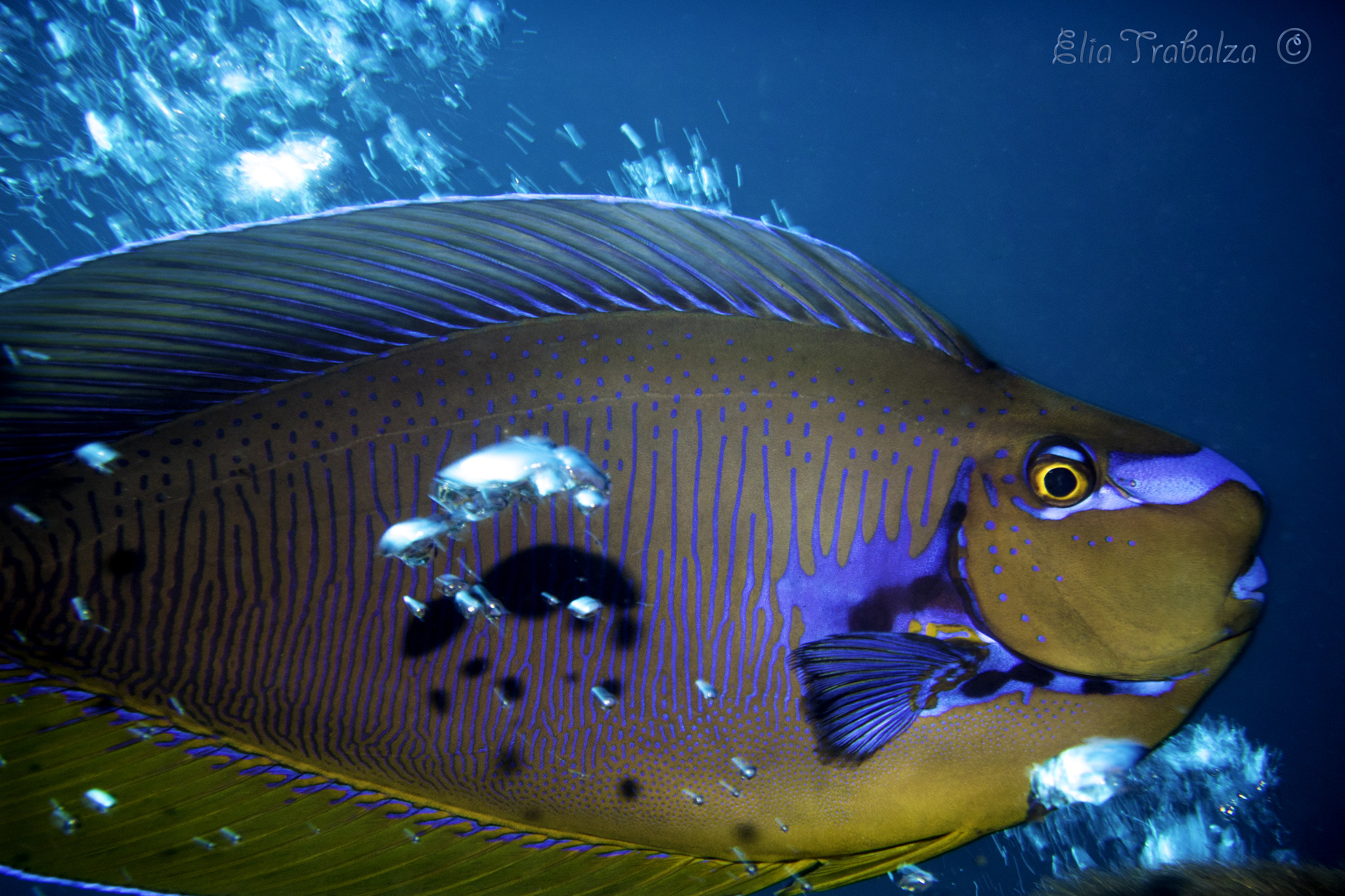Nikon 1 J4 sample photo. Pesce chirurgo photography