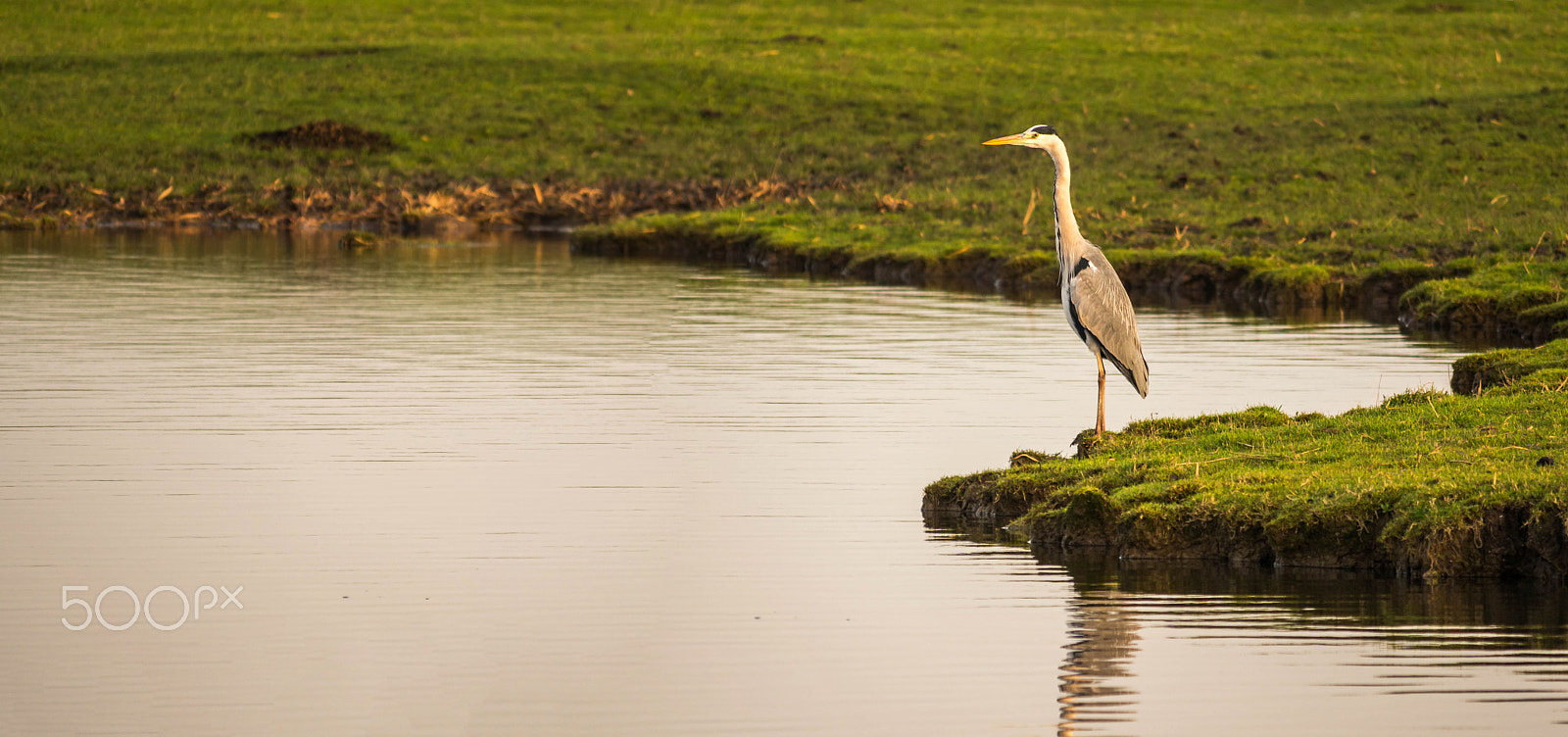 Panasonic Lumix DMC-G6 sample photo. Heron photography