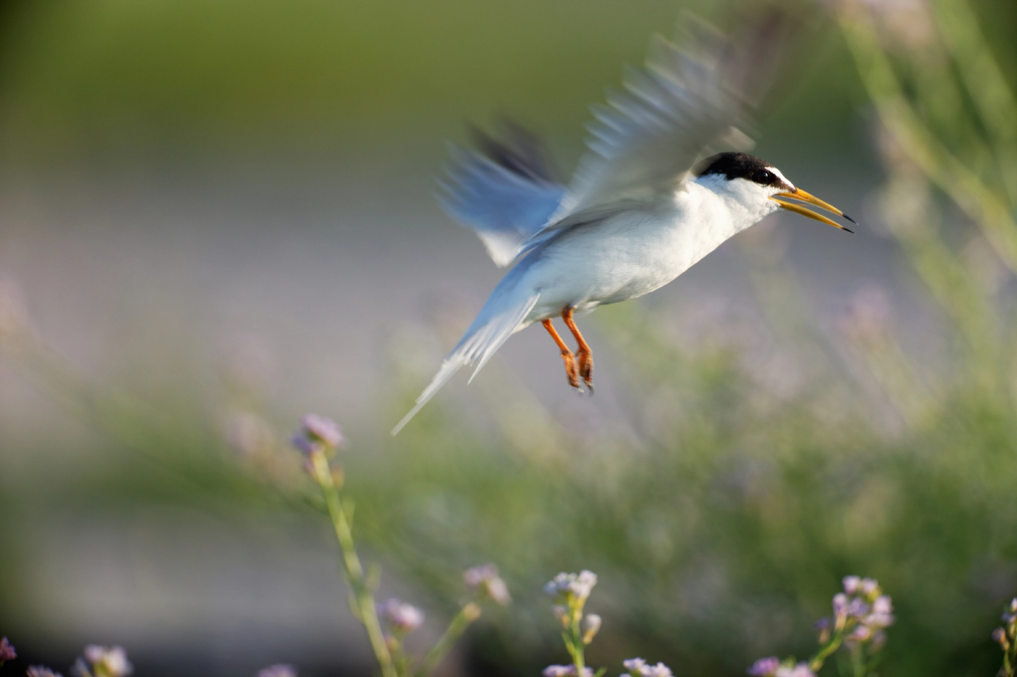 Canon EF 800mm F5.6L IS USM sample photo. Little tern photography
