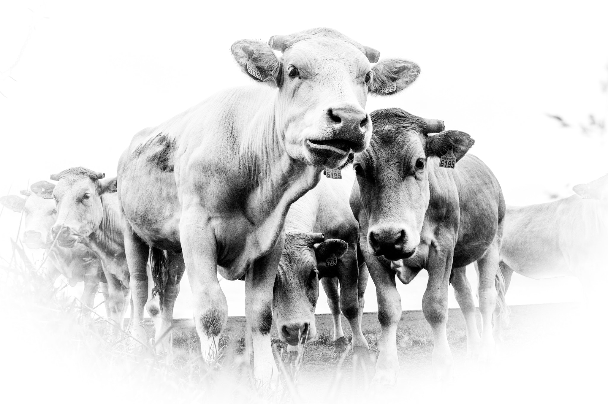 Sony E 18-200mm F3.5-6.3 OSS sample photo. Cows in black and white photography