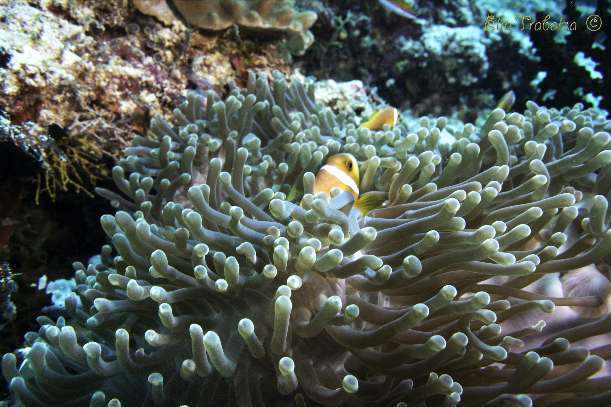 Nikon 1 J4 sample photo. Anemone e pesce pagliaccio photography