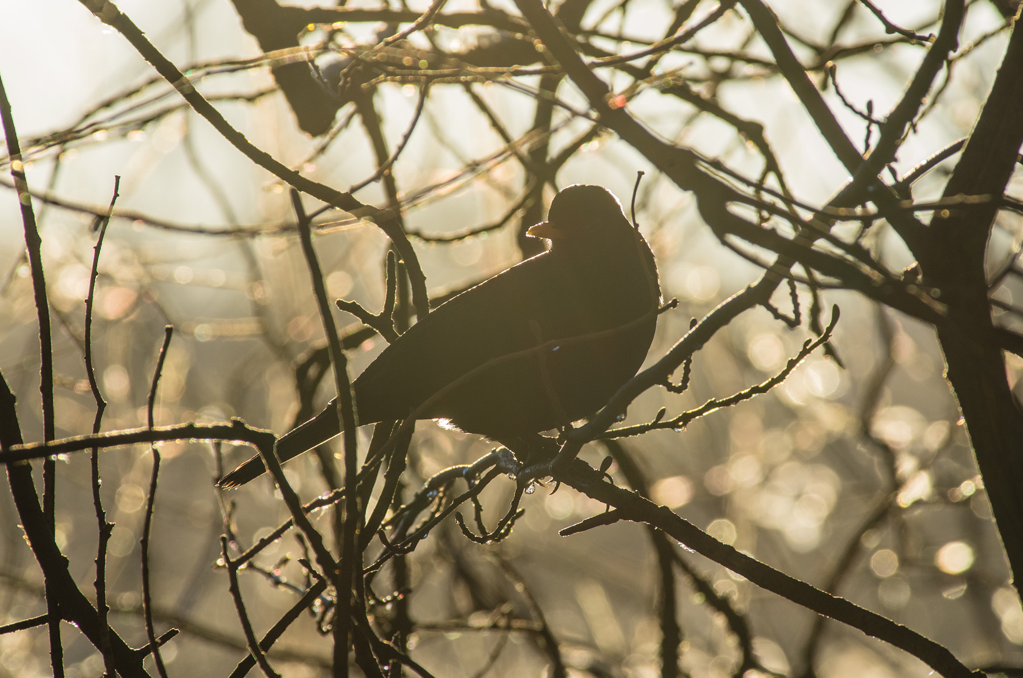 Pentax smc DA* 300mm F4.0 ED (IF) SDM sample photo. Common blackbird photography