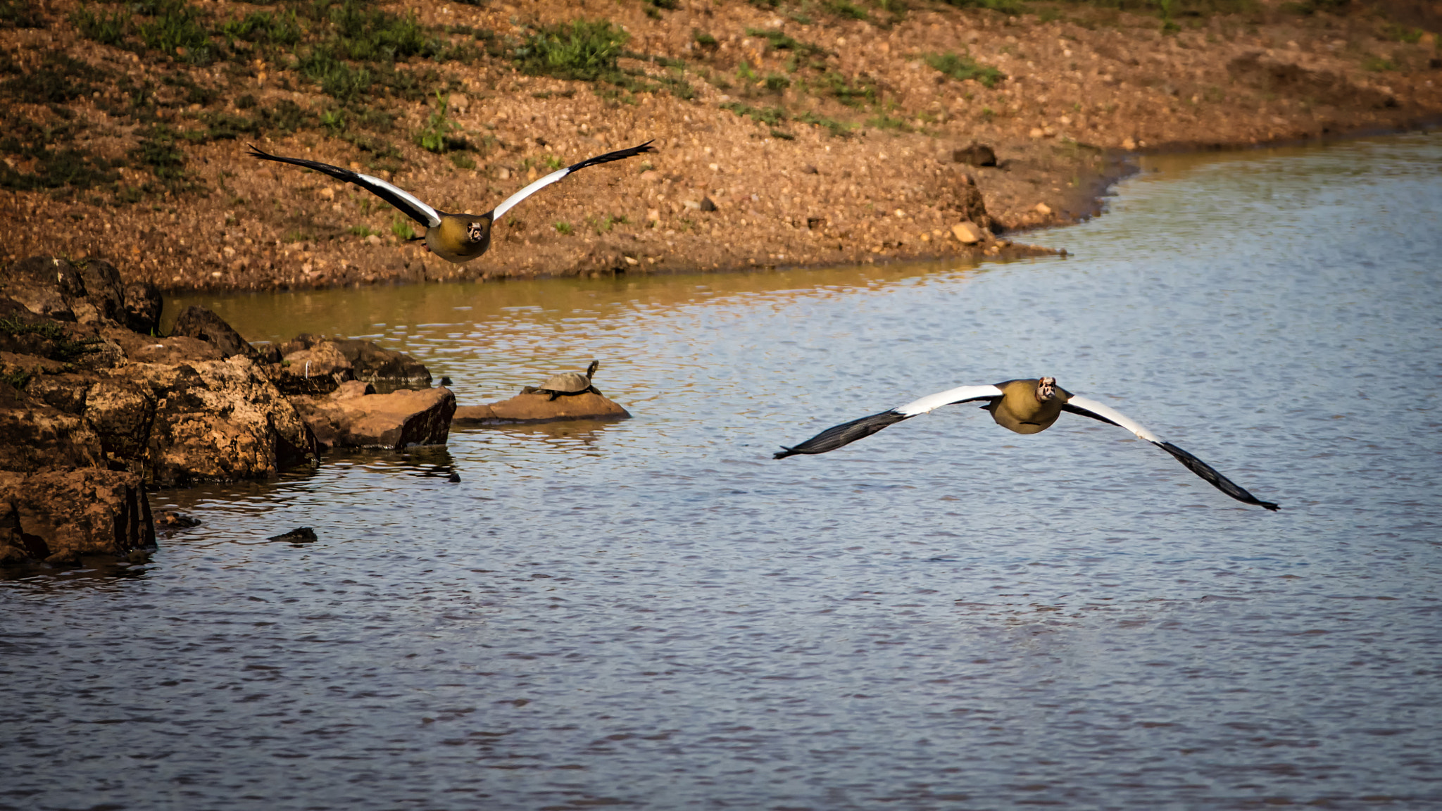 Canon EF 200-400mm F4L IS USM Extender 1.4x sample photo. Bomber formation photography