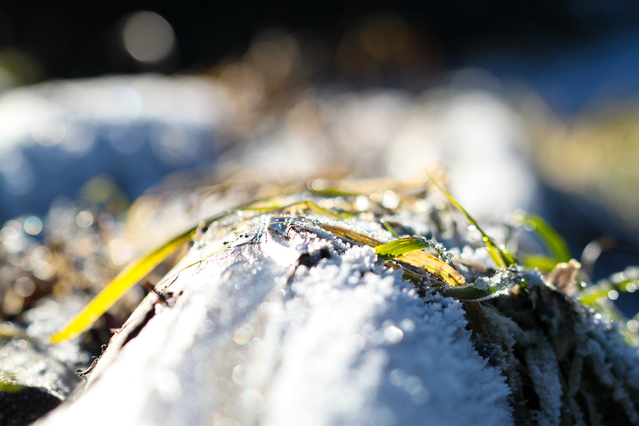 Sigma 105mm F2.8 EX DG OS HSM sample photo. Resting grass photography