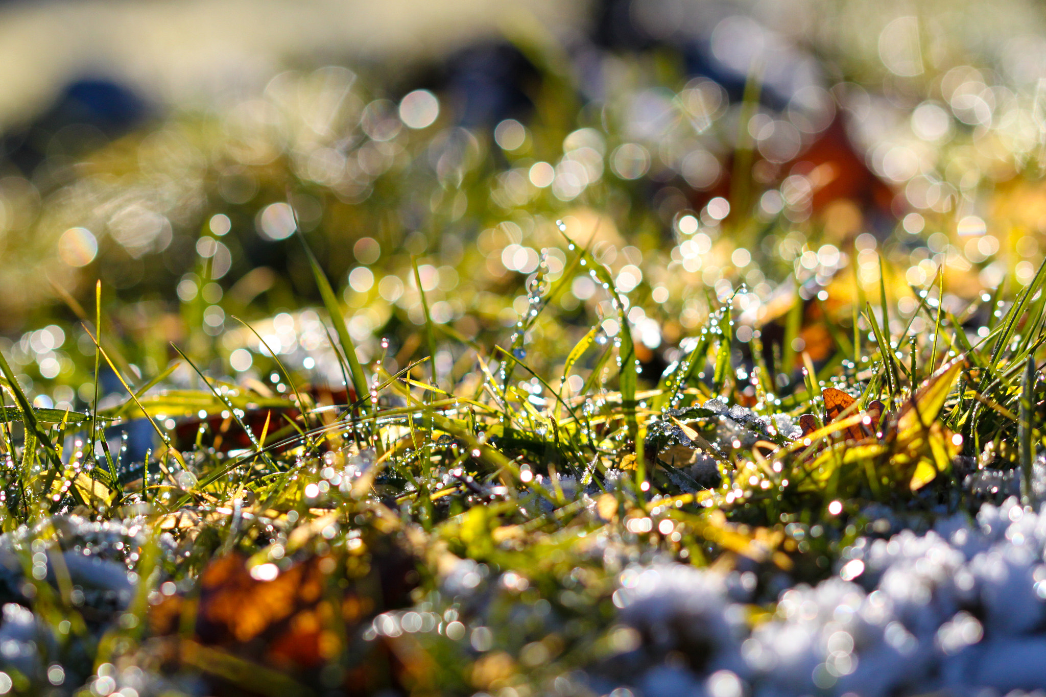 Sigma 105mm F2.8 EX DG OS HSM sample photo. Sturdy grass photography