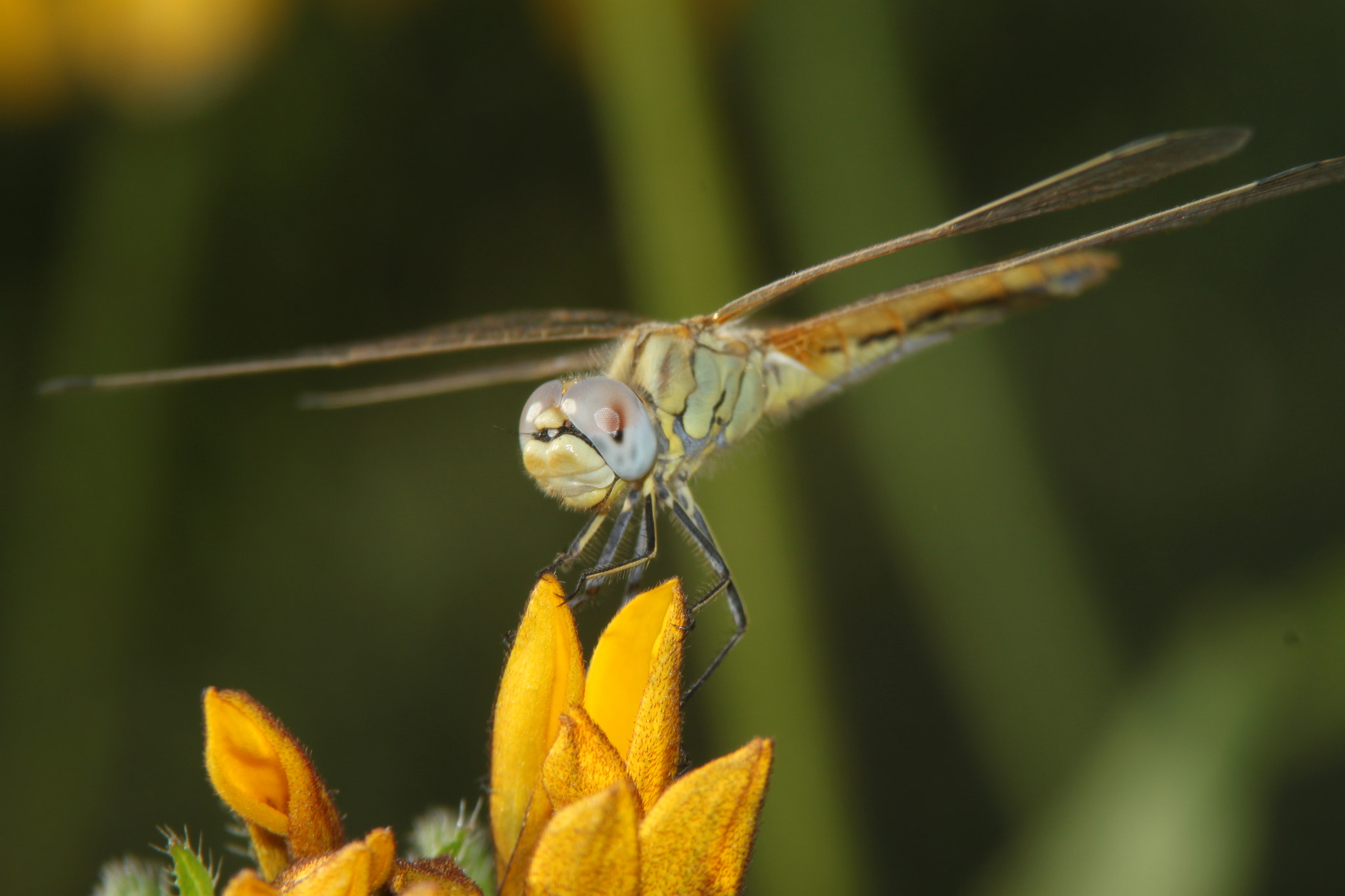 Canon EF 35-105mm f/4.5-5.6 sample photo