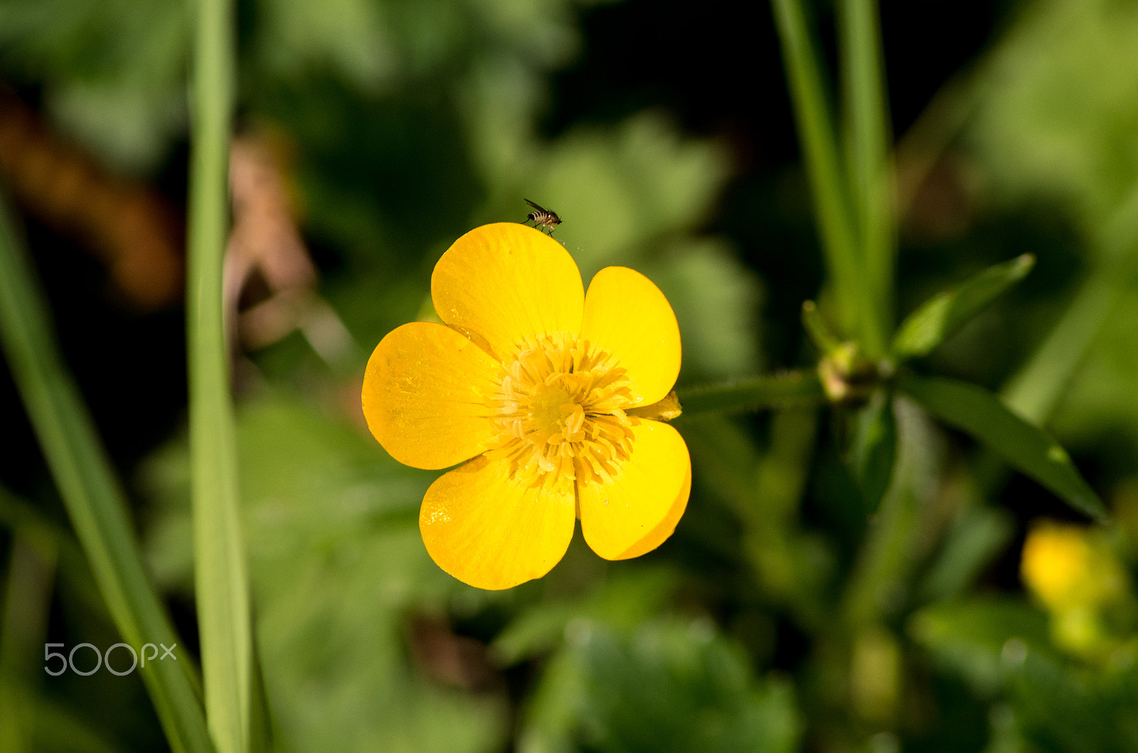 HD Pentax DA 55-300mm F4.0-5.8 ED WR sample photo. Flower and fly photography