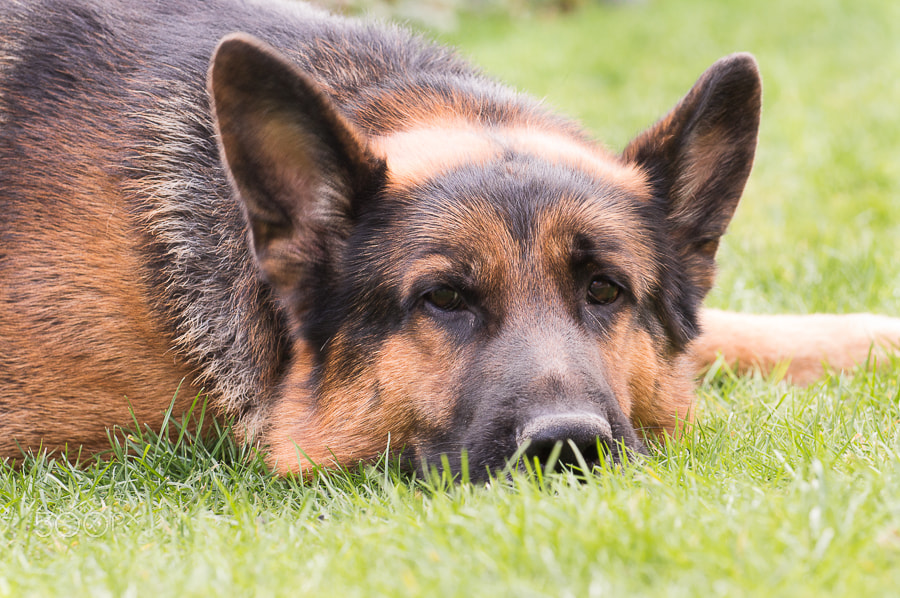 Nikon AF-S Nikkor 70-200mm F4G ED VR sample photo. Zodiac: german shepherd photography