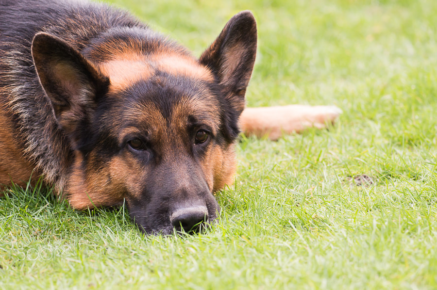 Nikon AF-S Nikkor 70-200mm F4G ED VR sample photo. Zodiac: german shepherd photography