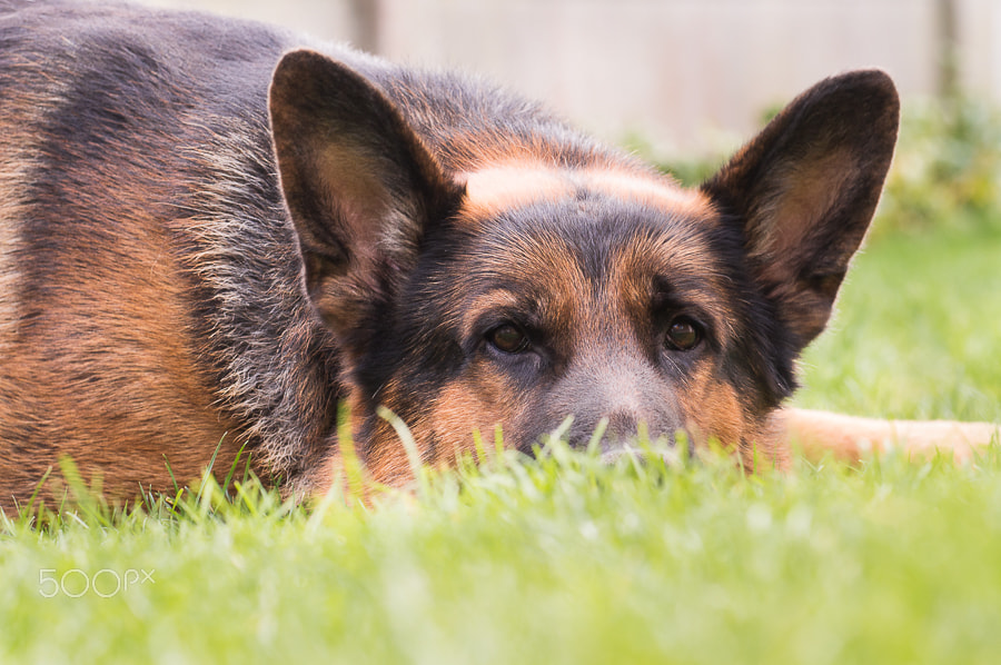 Nikon AF-S Nikkor 70-200mm F4G ED VR sample photo. Zodiac: german shepherd photography