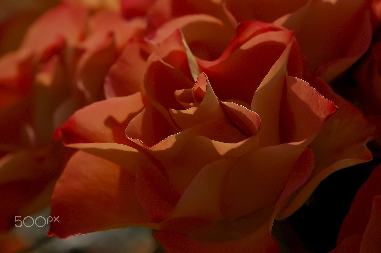 Nikon D50 + AF Micro-Nikkor 105mm f/2.8 sample photo. Rose rouge photography