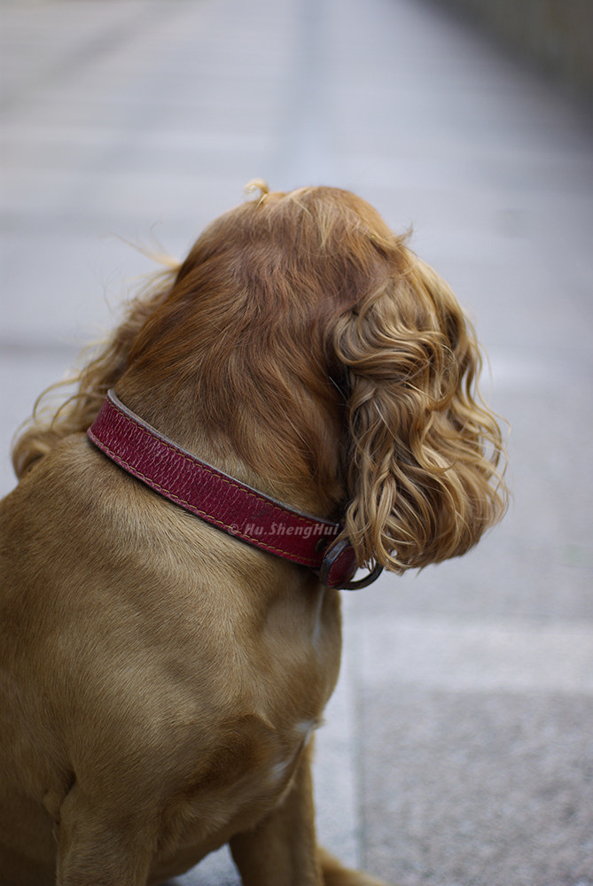 Pentax K10D + Pentax smc FA 43mm F1.9 Limited sample photo. Dog photography