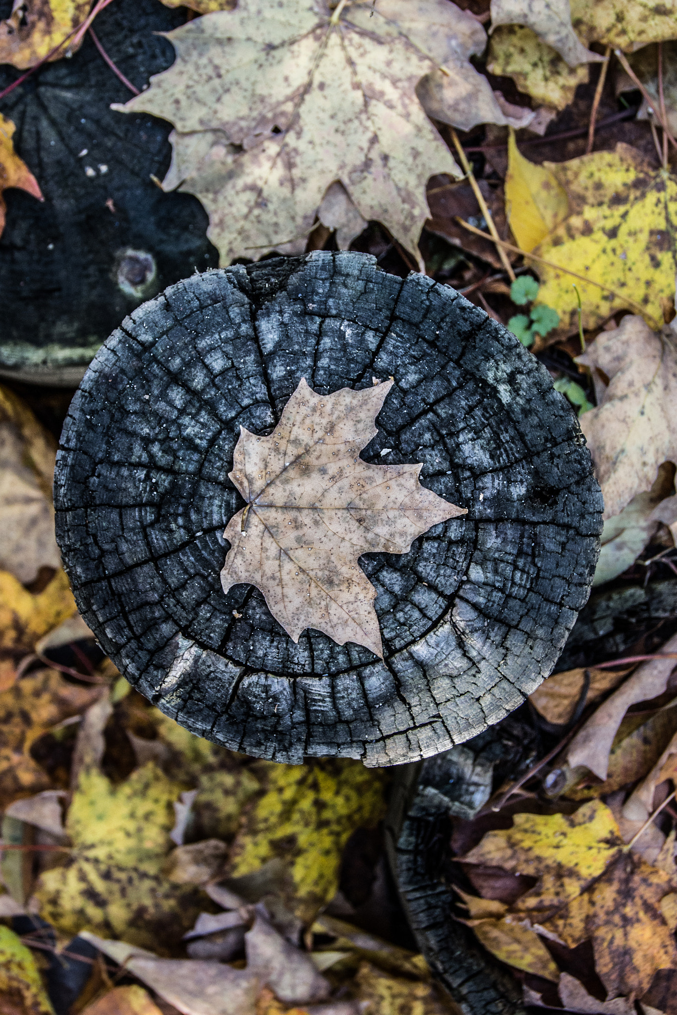 Canon EOS 650D (EOS Rebel T4i / EOS Kiss X6i) sample photo. Magical forest photography