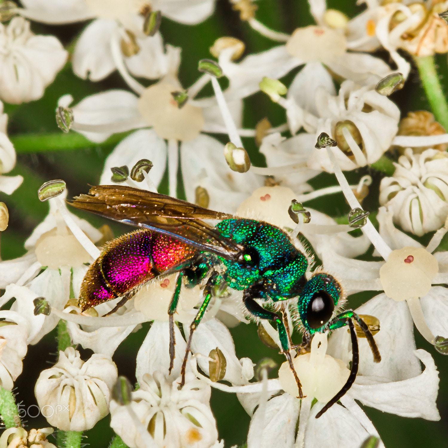 Canon EF 100mm F2.8 Macro USM sample photo. Insetto photography