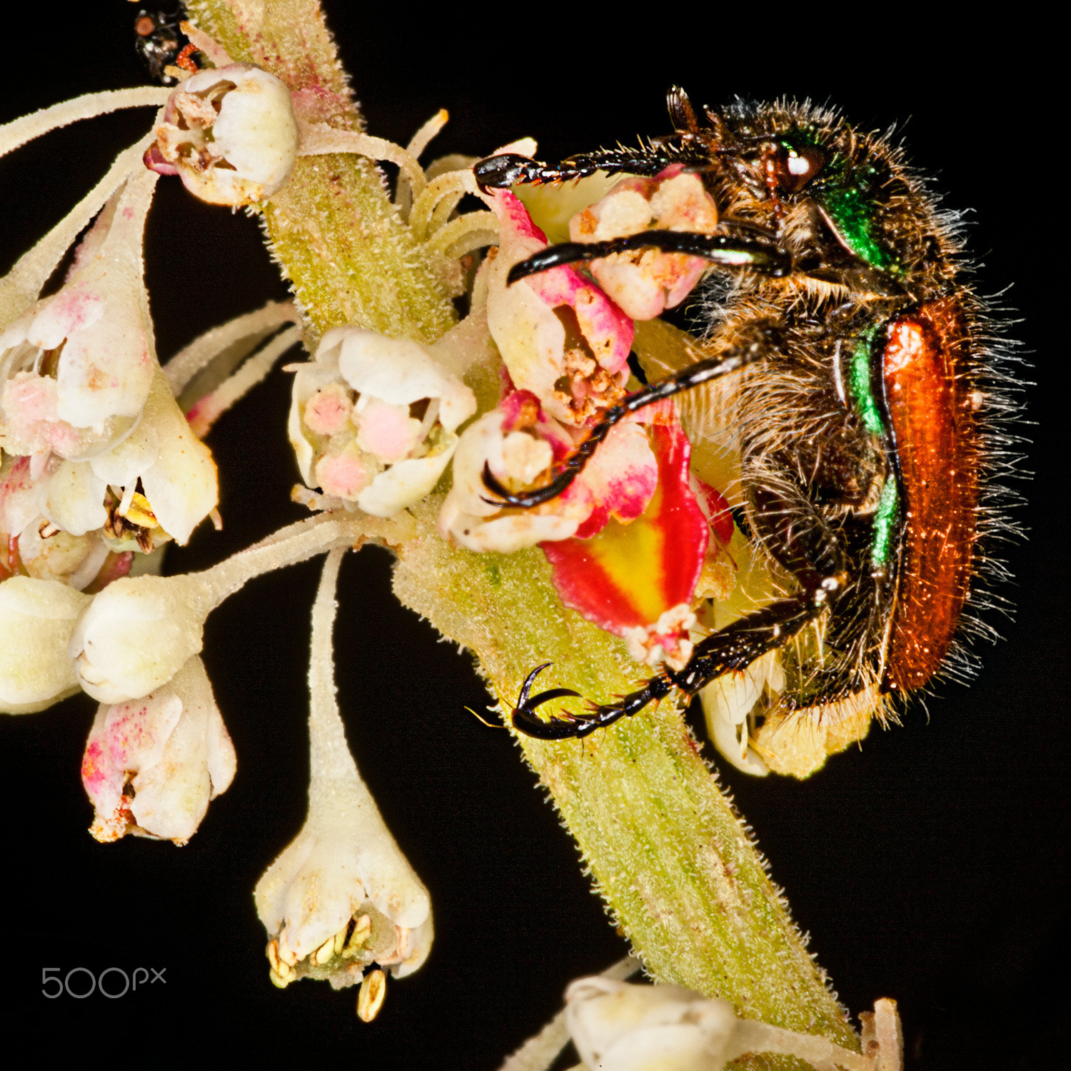 Canon EF 100mm F2.8 Macro USM sample photo. Insetto photography
