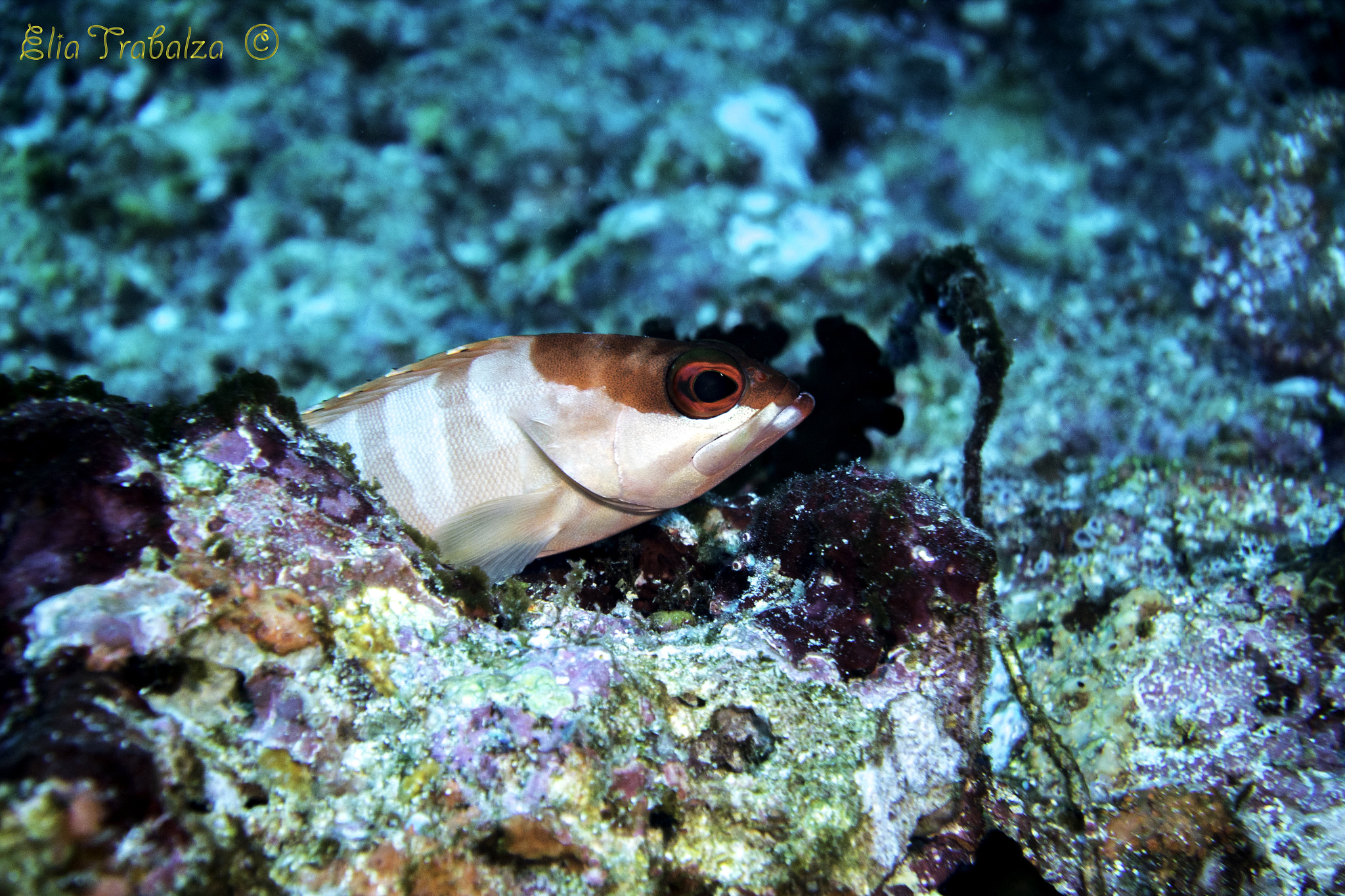 Nikon 1 J4 sample photo. Pesce photography