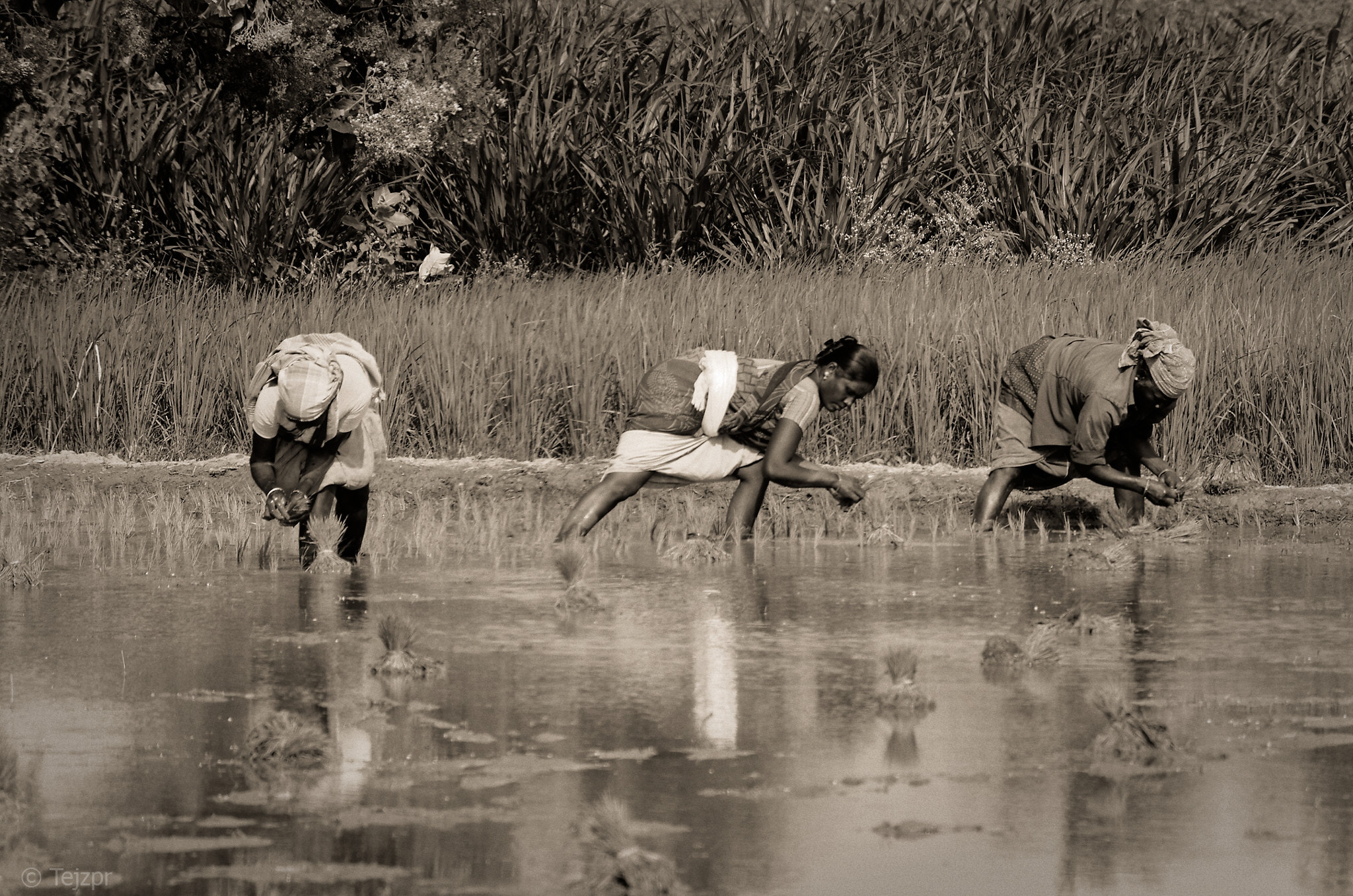 Pentax K-5 + smc PENTAX-DA L 50-200mm F4-5.6 ED sample photo. Sowing paddy at the fields photography