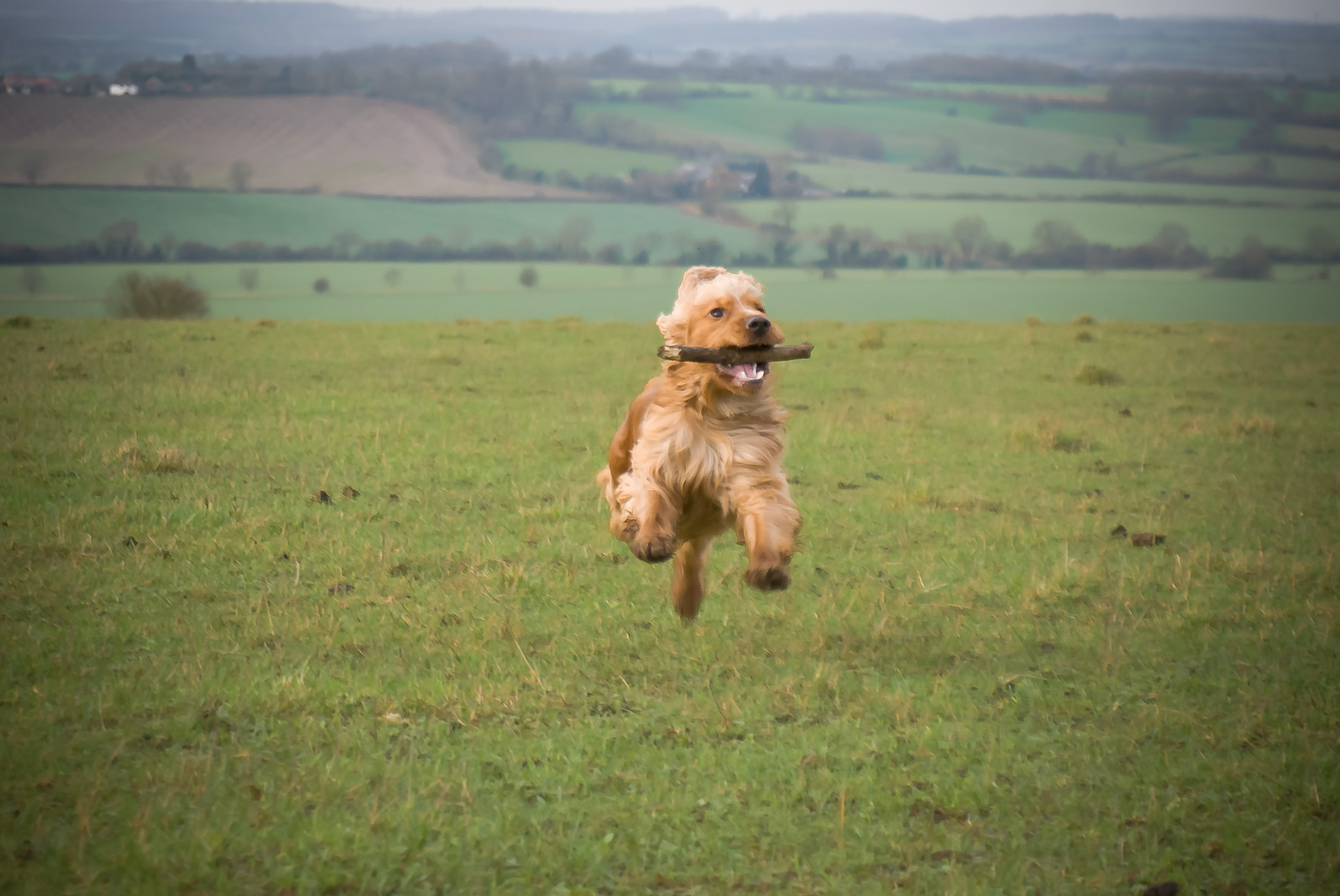 AF Zoom-Nikkor 28-100mm f/3.5-5.6G sample photo. Spaniel photography