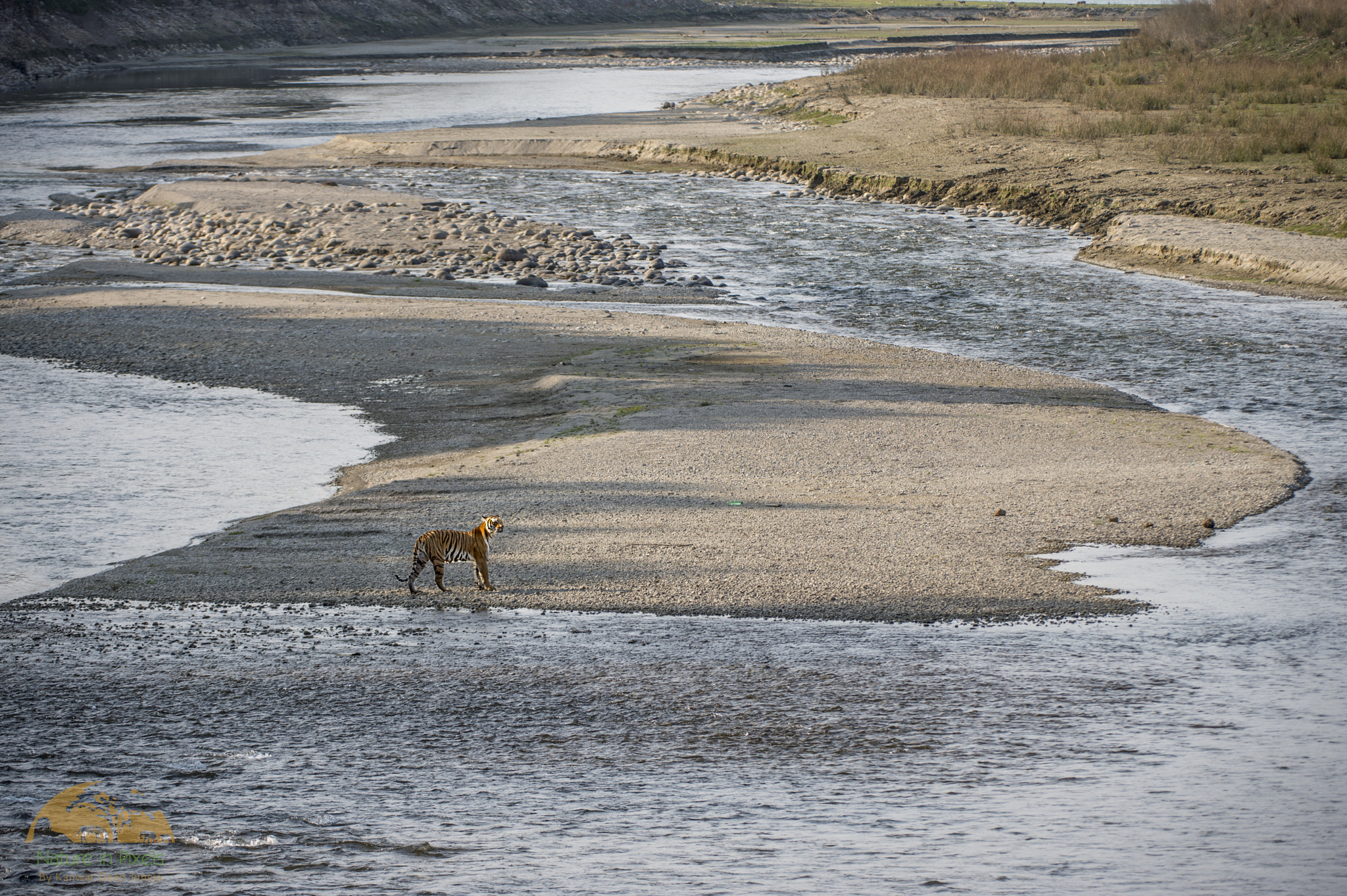 Nikon D4S sample photo. Tiger in beautiful habitat photography