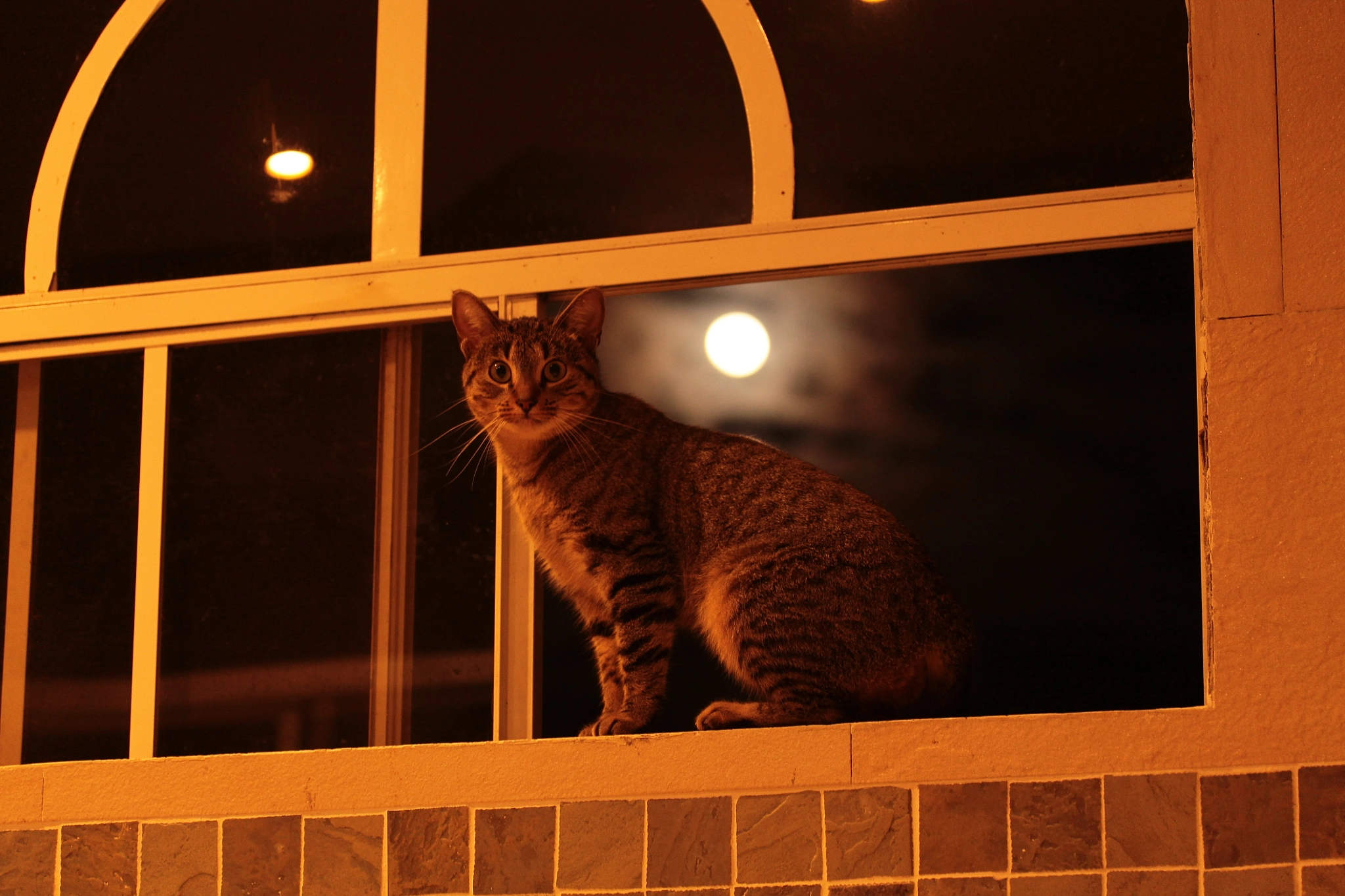 Canon EF-S 60mm F2.8 Macro USM sample photo. Moon cat photography