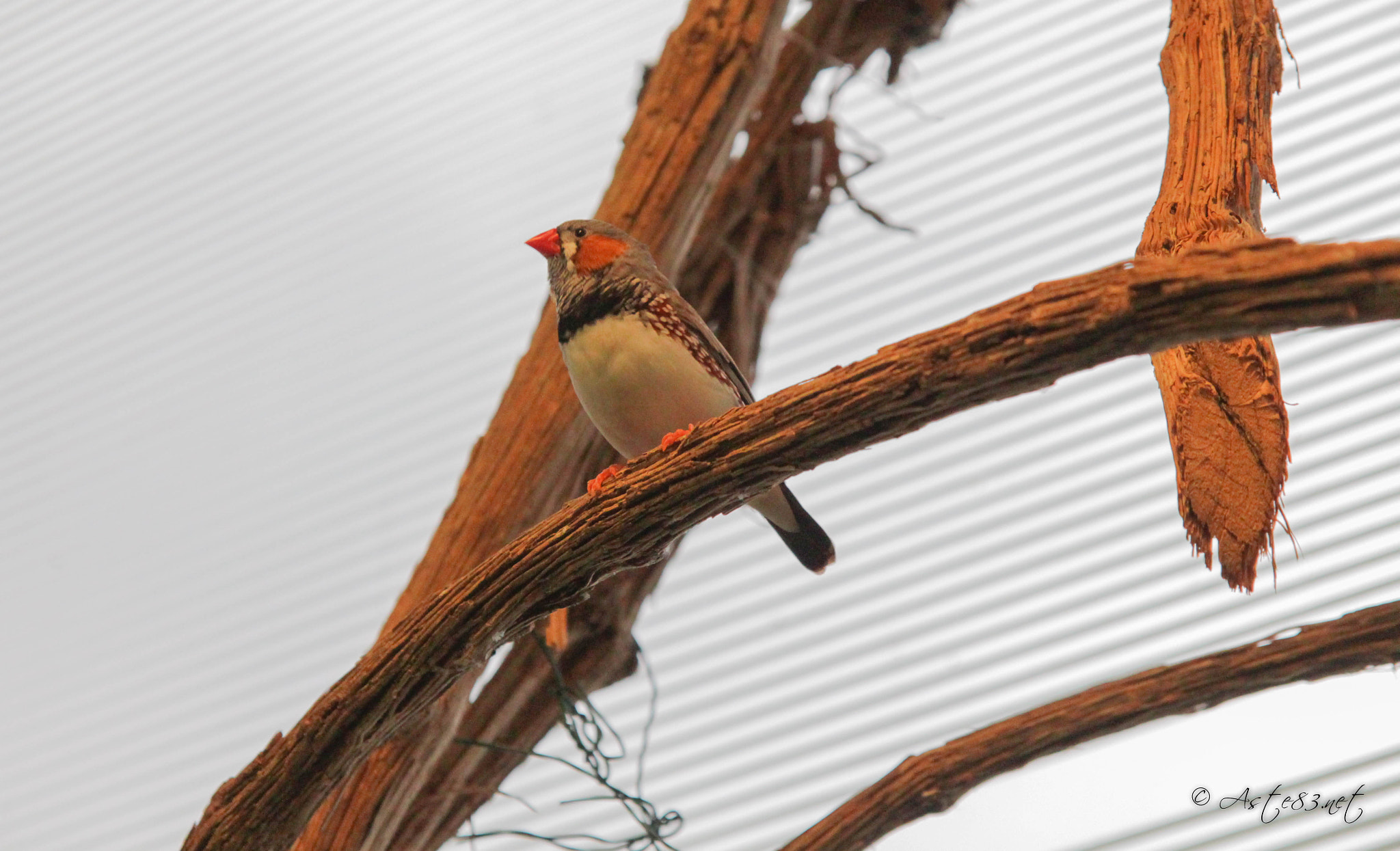 Sigma 17-70mm F2.8-4 DC Macro OS HSM sample photo. Bird photography