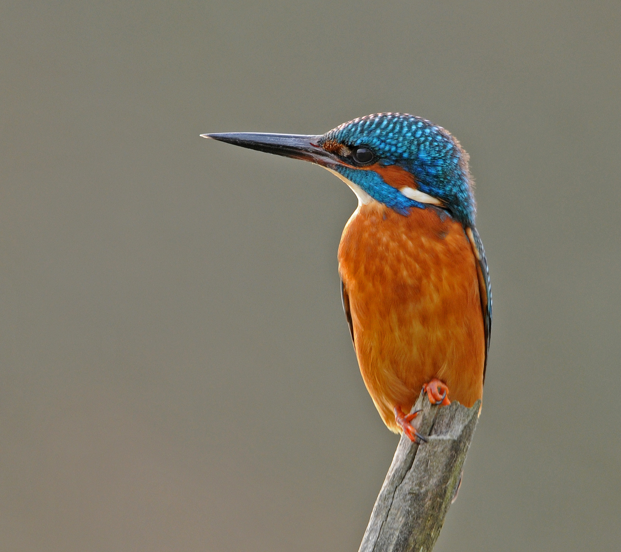 Nikon AF-S Nikkor 400mm F2.8G ED VR II sample photo. Finally photography
