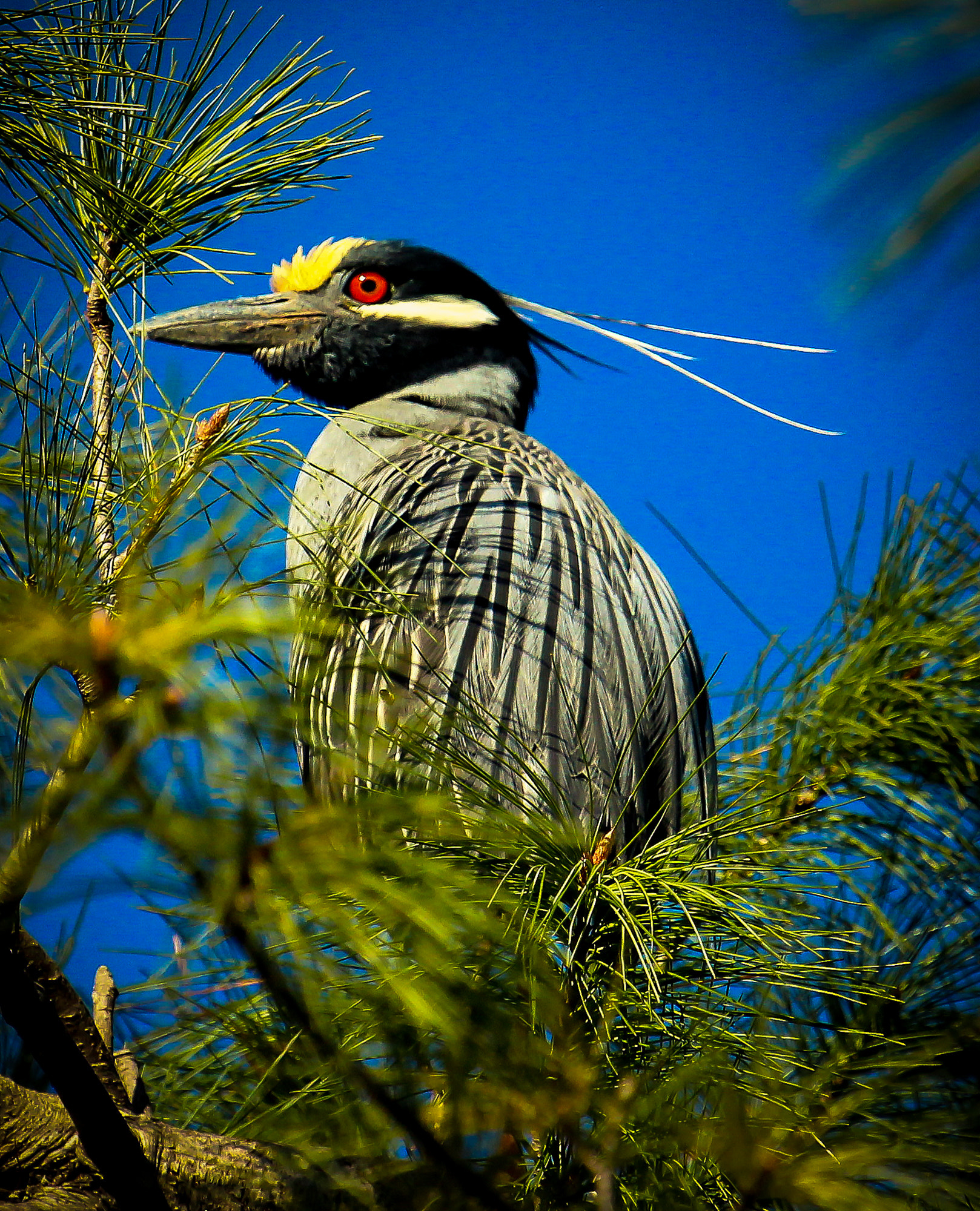 Canon EF 100-400mm F4.5-5.6L IS USM sample photo. Yellow crowned night heron photography