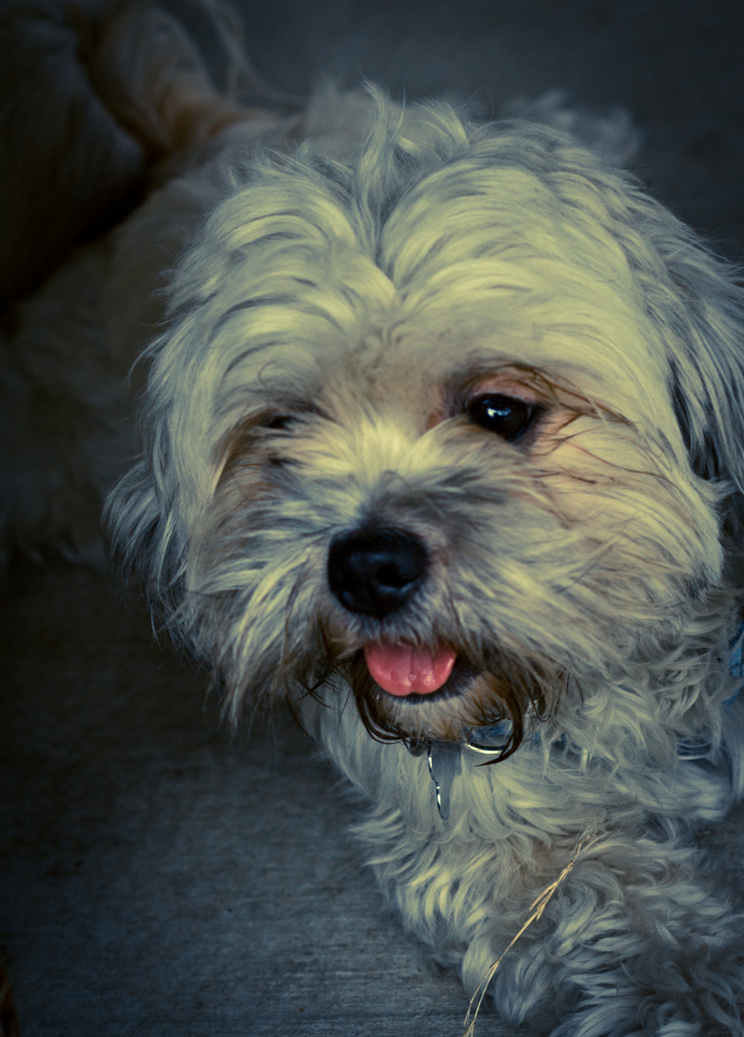 Canon EOS 1000D (EOS Digital Rebel XS / EOS Kiss F) sample photo. Toby at christmas photography