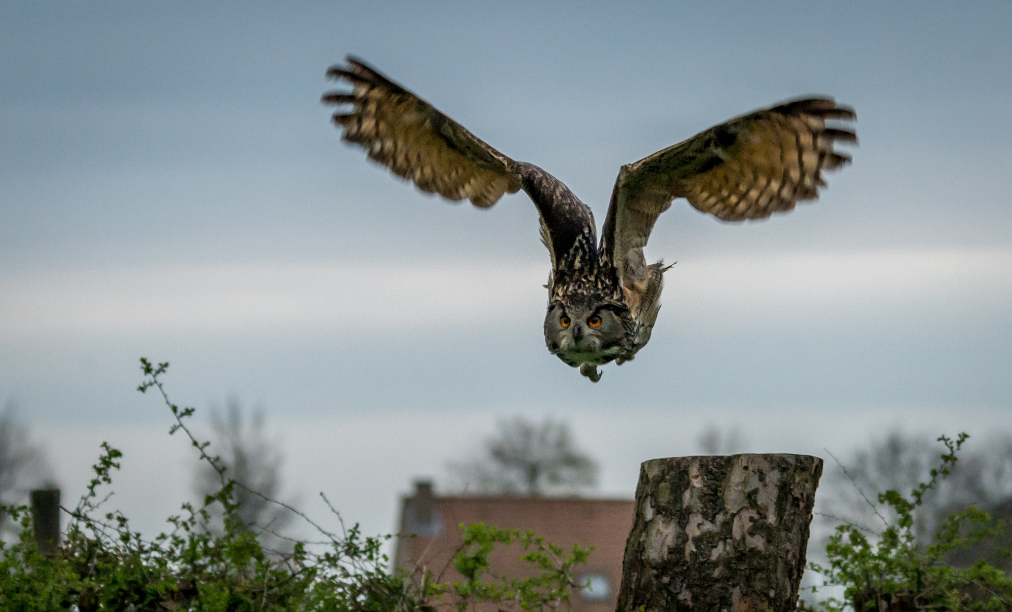 Sigma 150-500mm F5-6.3 DG OS HSM sample photo. Eurasian eagle-owl photography