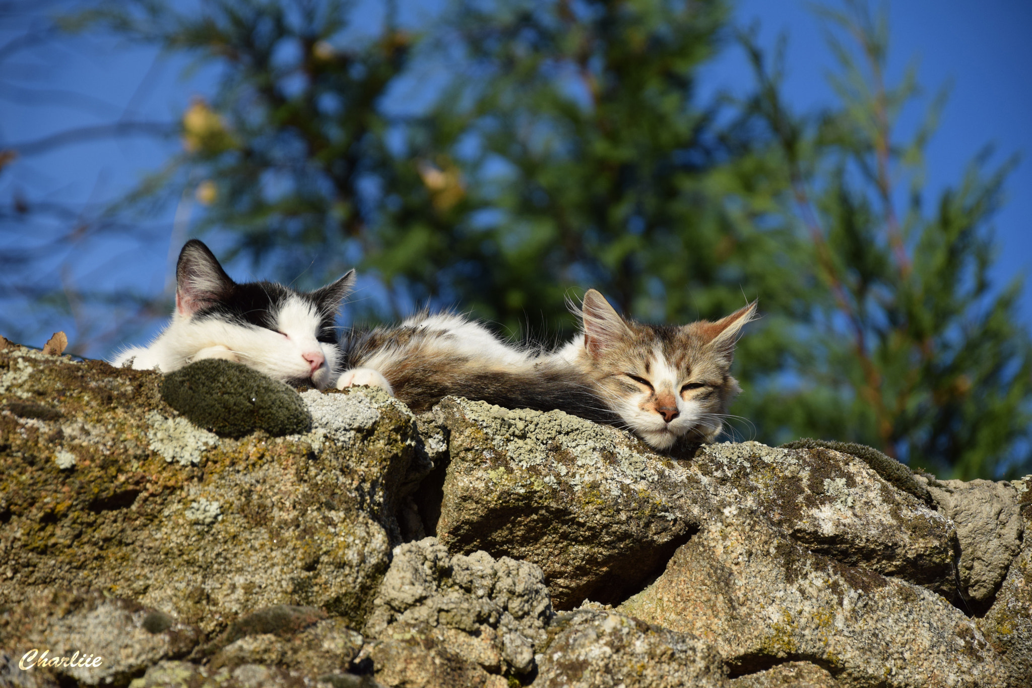 Nikon AF-S Nikkor 200-400mm F4G ED-IF VR sample photo. Two cats photography