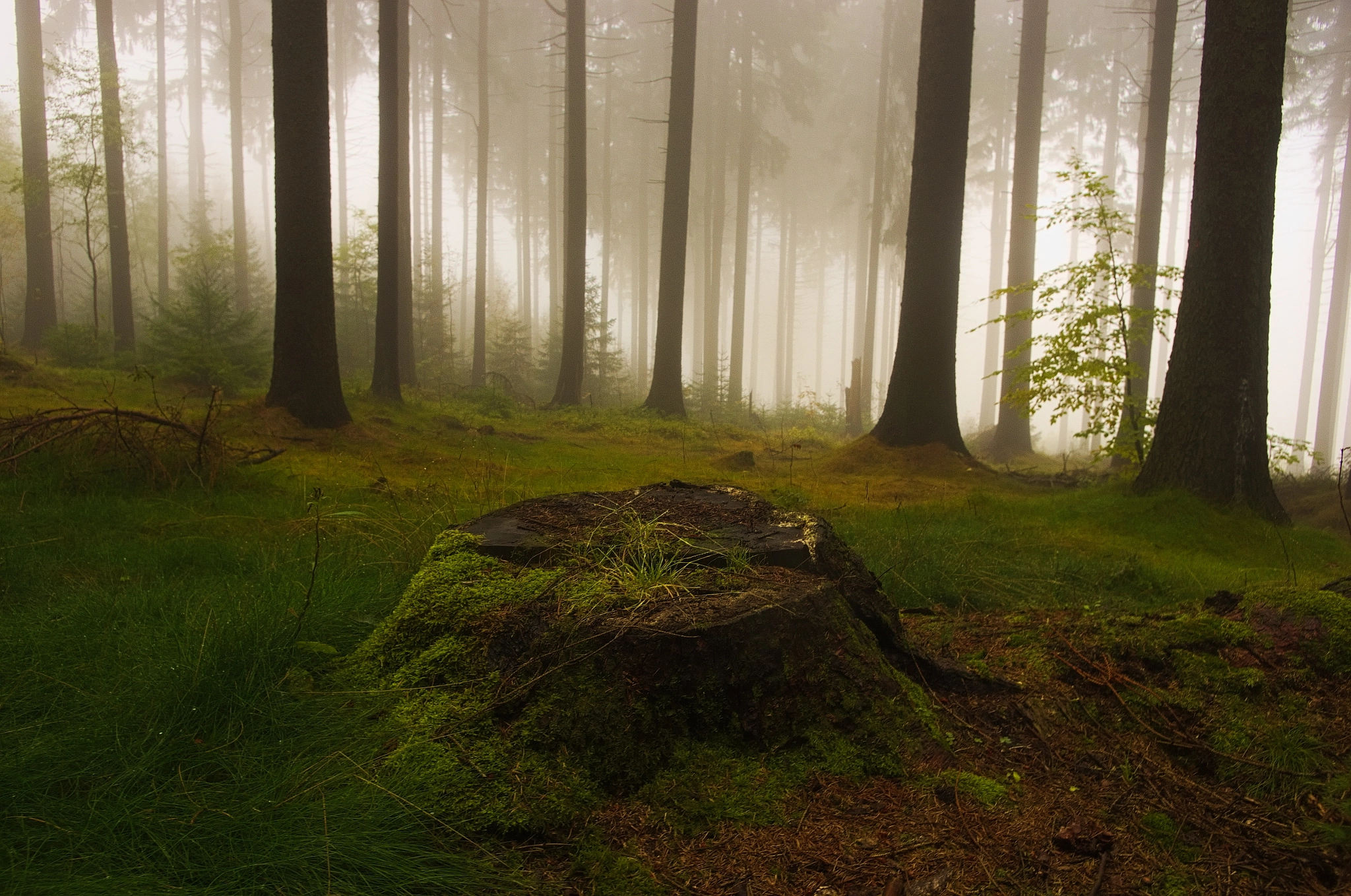 Pentax smc DA 15mm F4 ED AL Limited sample photo. Everyone loves fog in forest photography