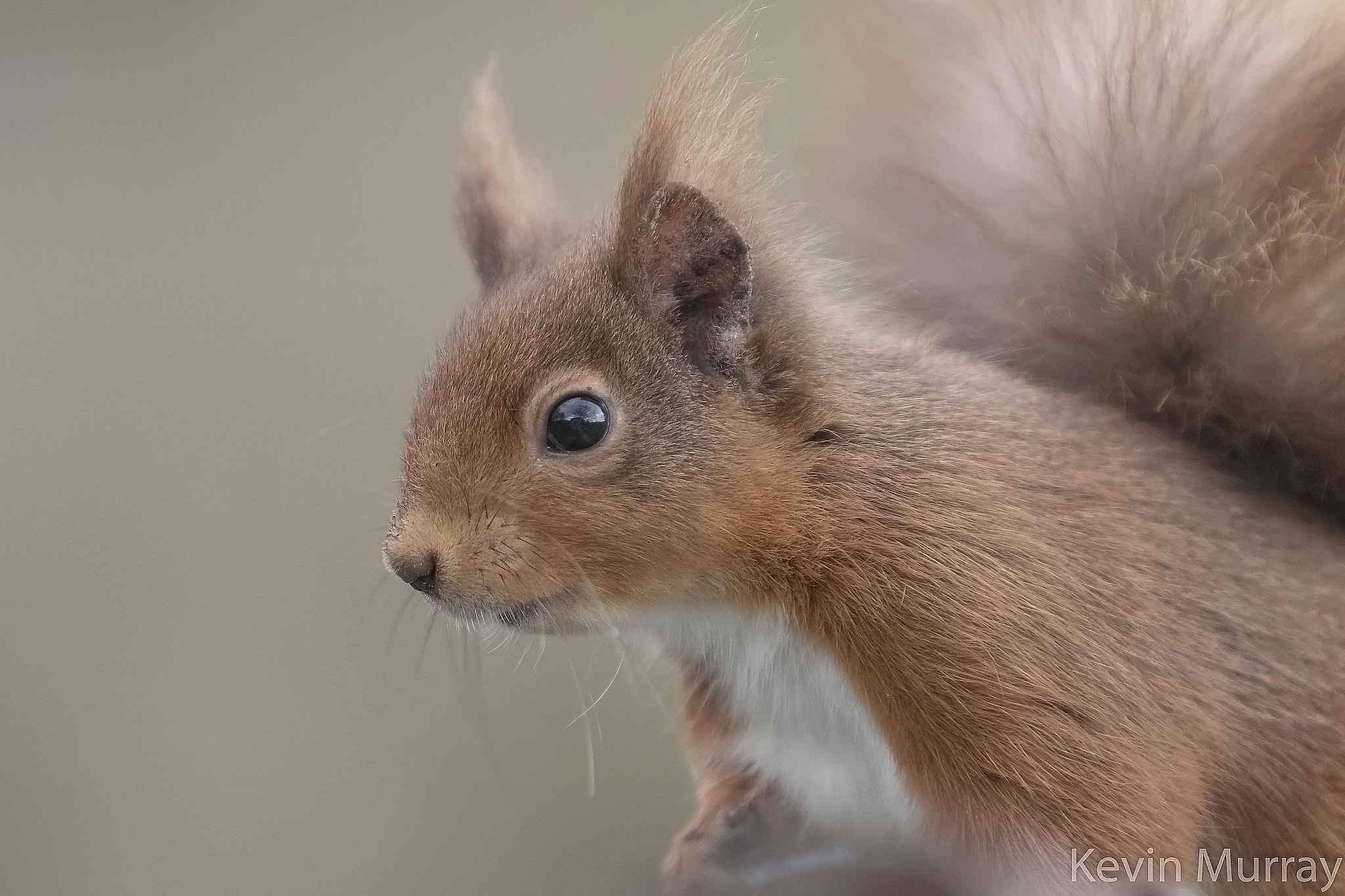 Canon EF 70-200mm F2.8L IS USM sample photo. Red squirrel close up photography