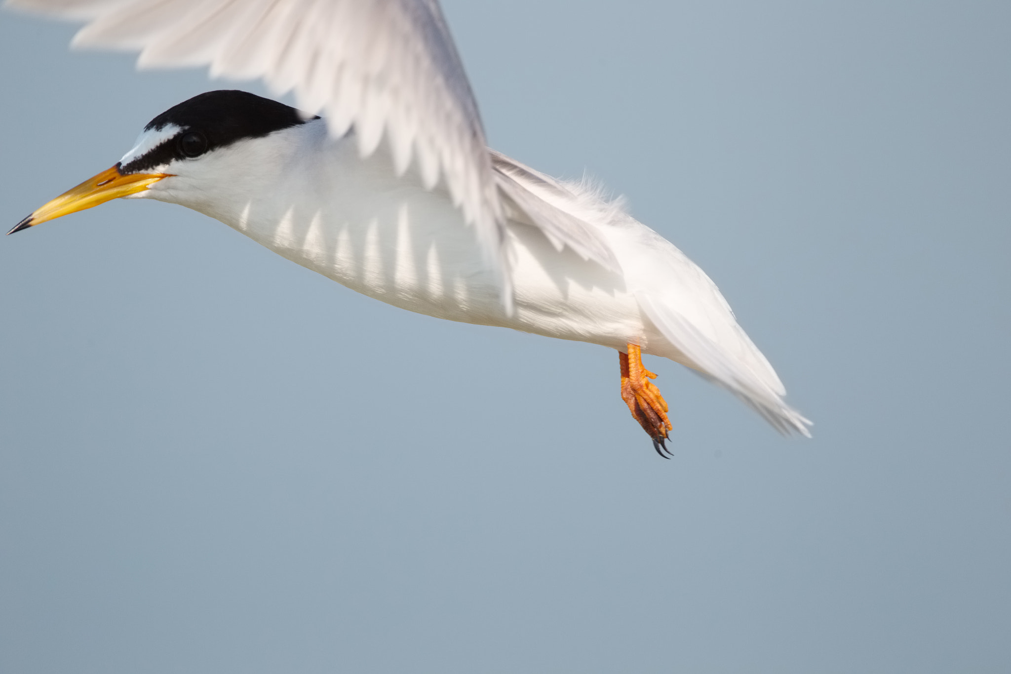Canon EF 800mm F5.6L IS USM sample photo. Little tern photography