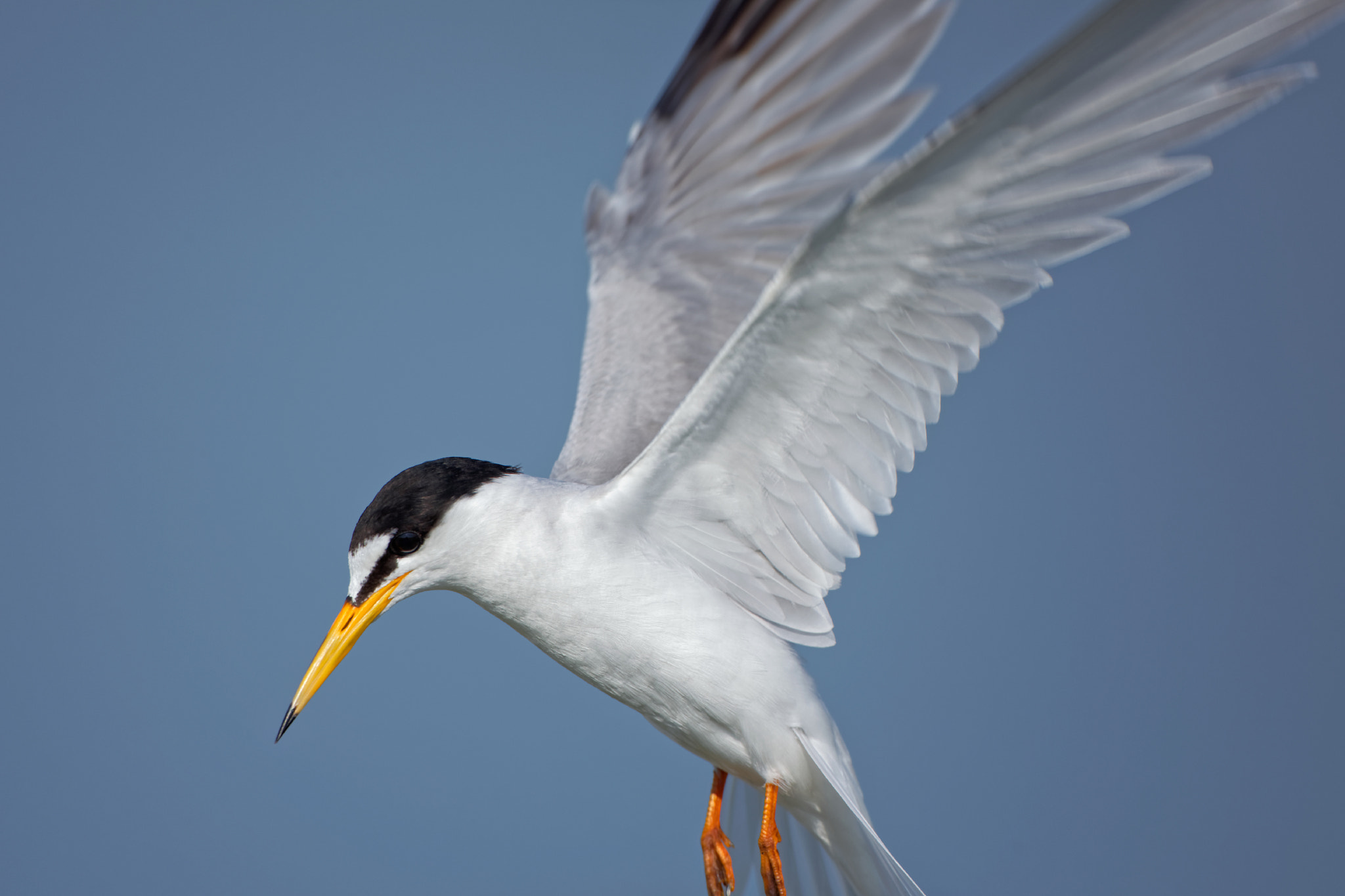 Canon EOS 5D Mark II + Canon EF 800mm F5.6L IS USM sample photo. Little tern photography