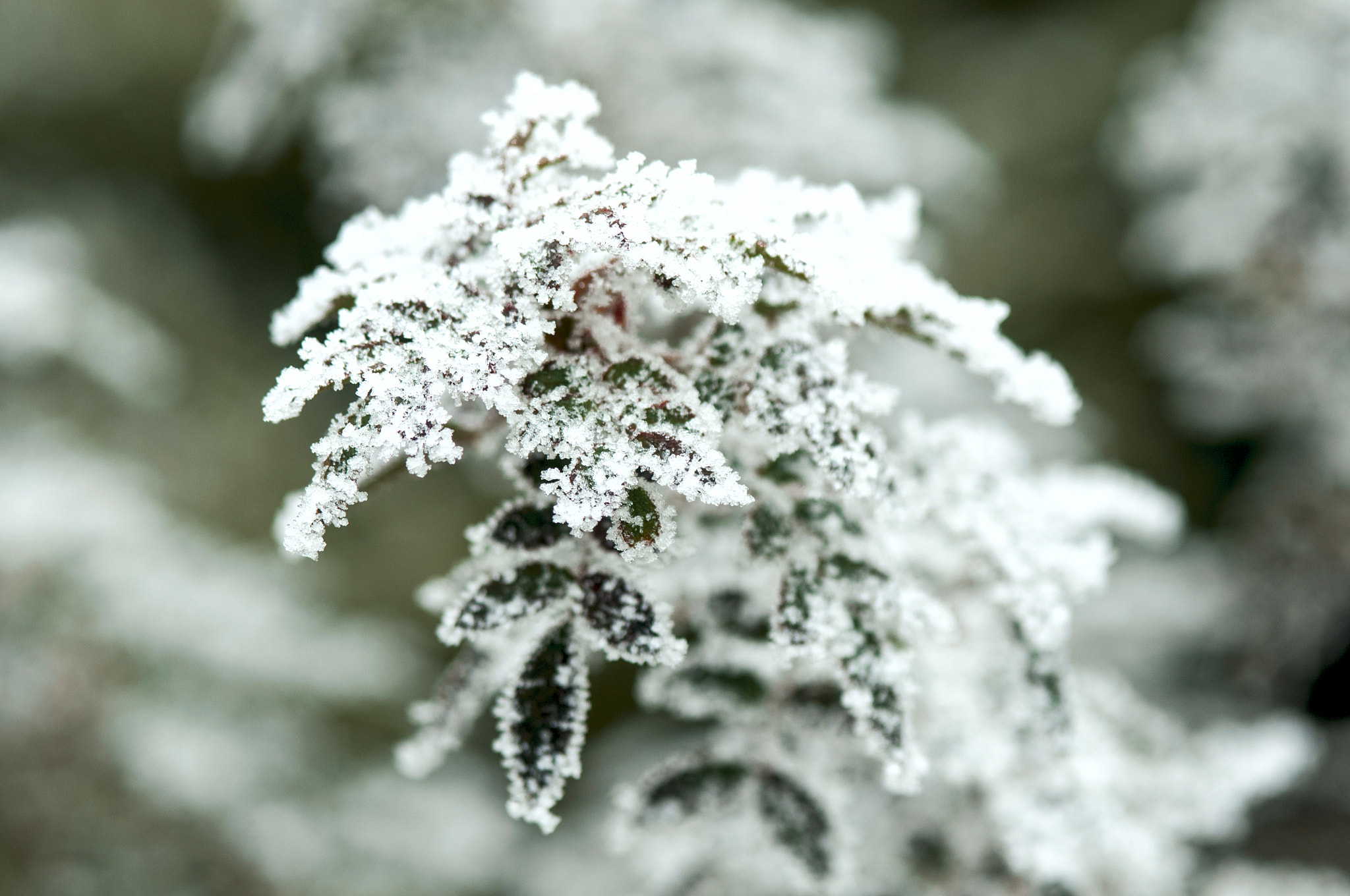 Nikon D300 + AF Micro-Nikkor 105mm f/2.8 sample photo. Белый иней на зеленых листьях photography
