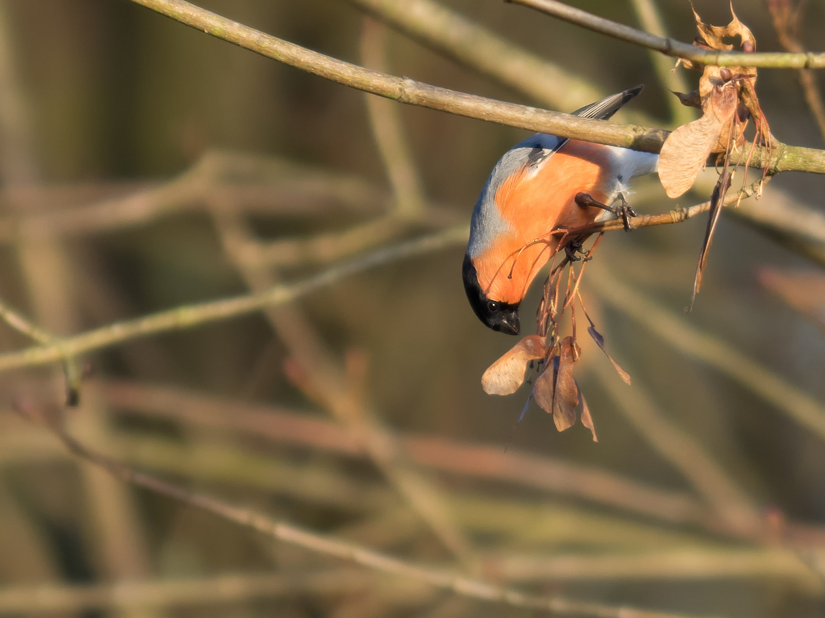 Olympus OM-D E-M1 + OLYMPUS 300mm Lens sample photo. Bullfinch photography