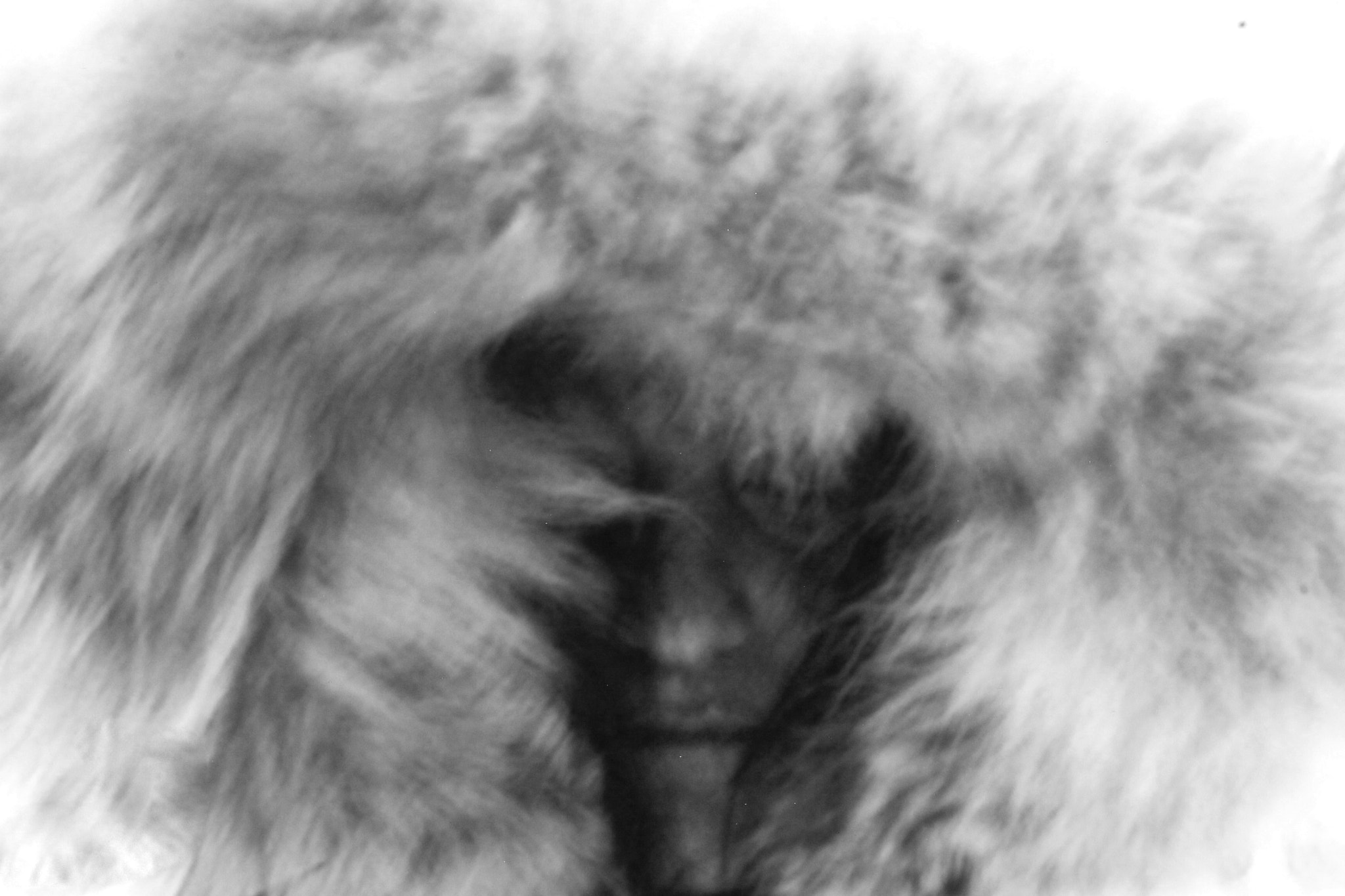 Canon EF 50mm F2.5 Macro sample photo. Wolf me b&w photography
