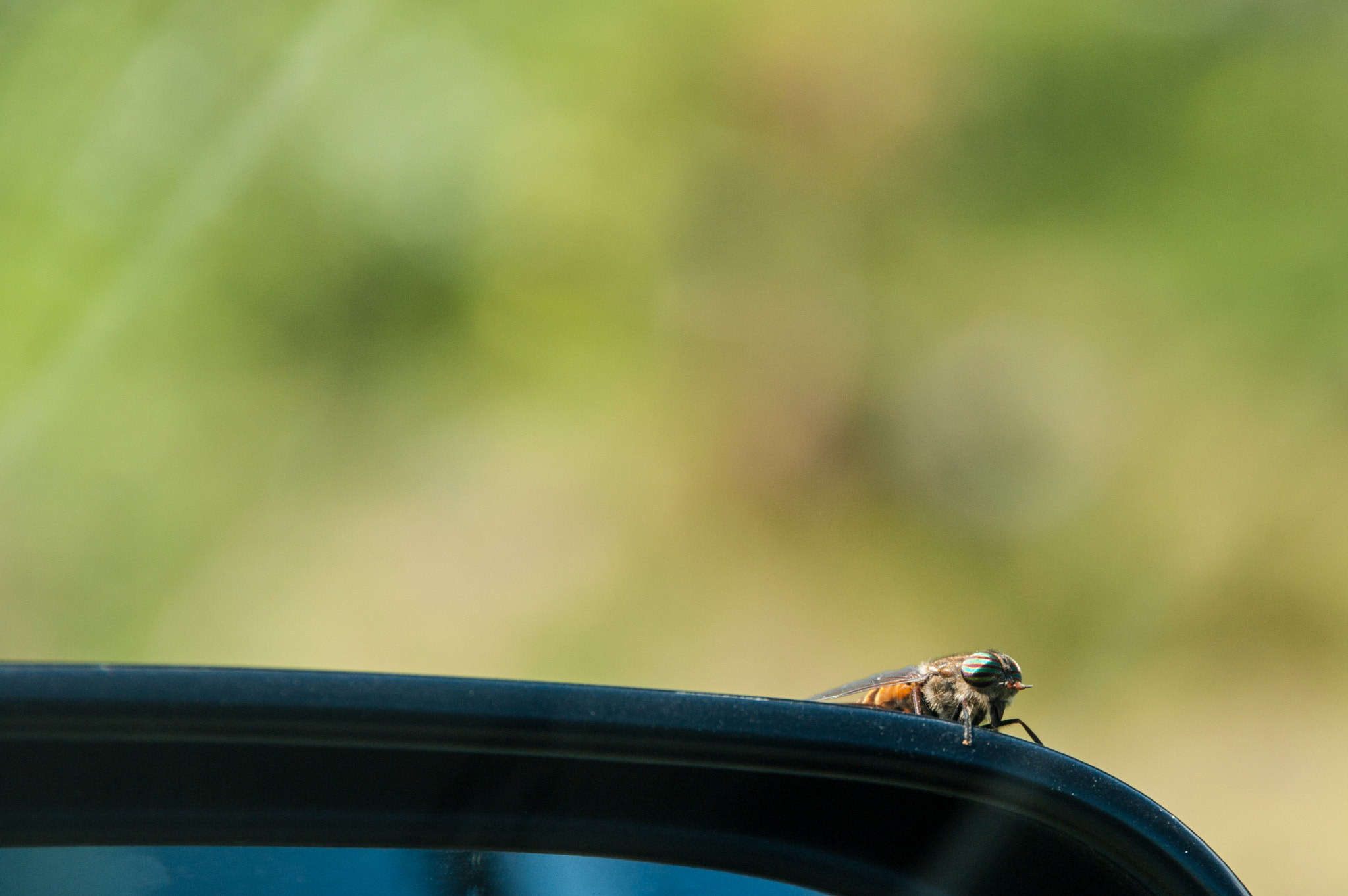 Pentax K-7 sample photo. Horsefly photography